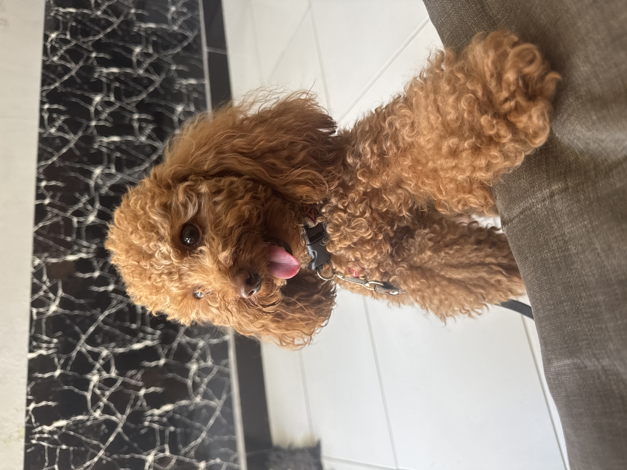 Playful toy poodle stands on hind legs in Nusa Penida