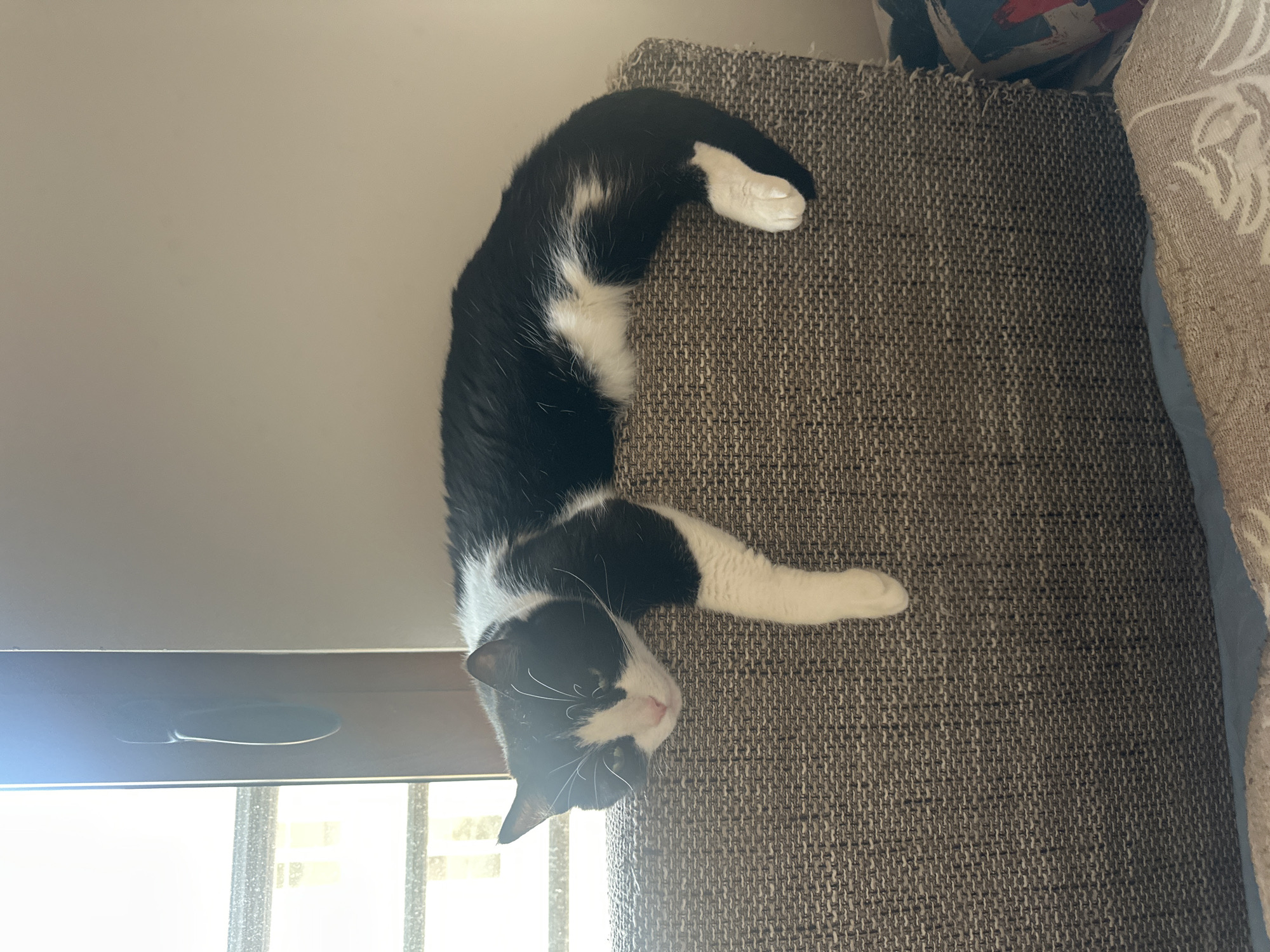 Lazy afternoon in Budva — city views, a cat, and lunch