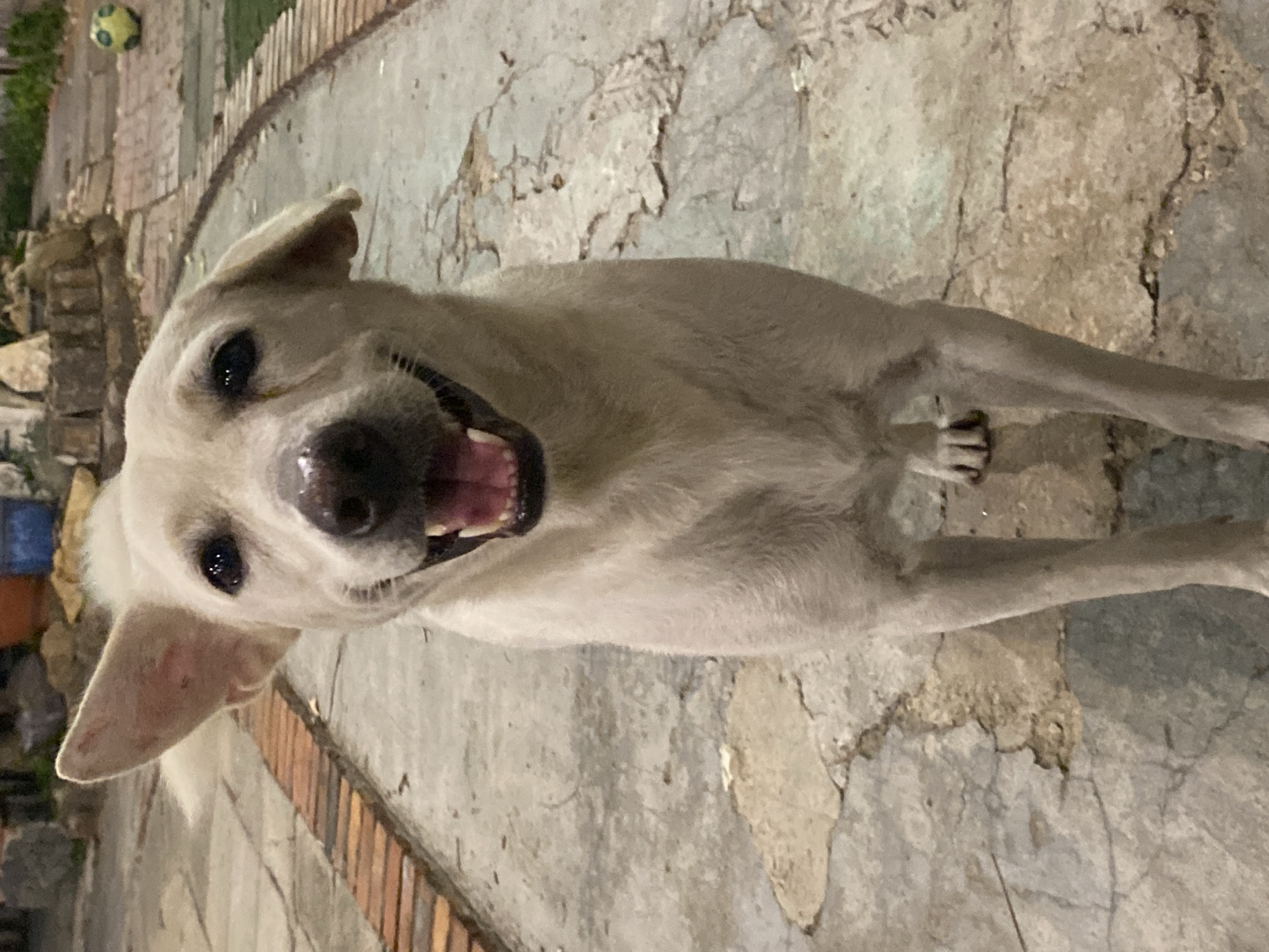 An evening out in Phan Thiet: food, dogs, and garden cafes