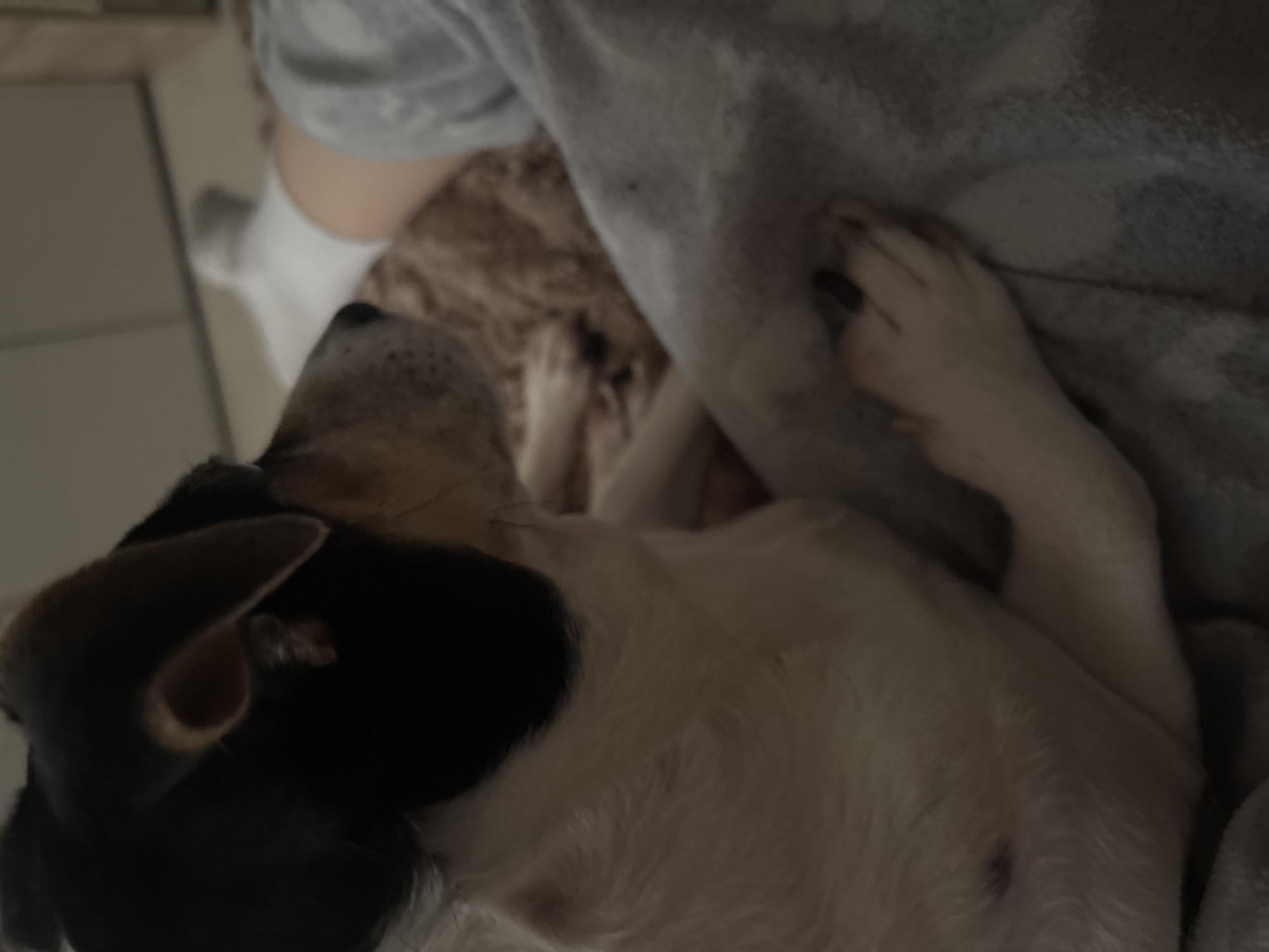 Casual selfies and dog cuddles in Vsevolozhsk apartment
