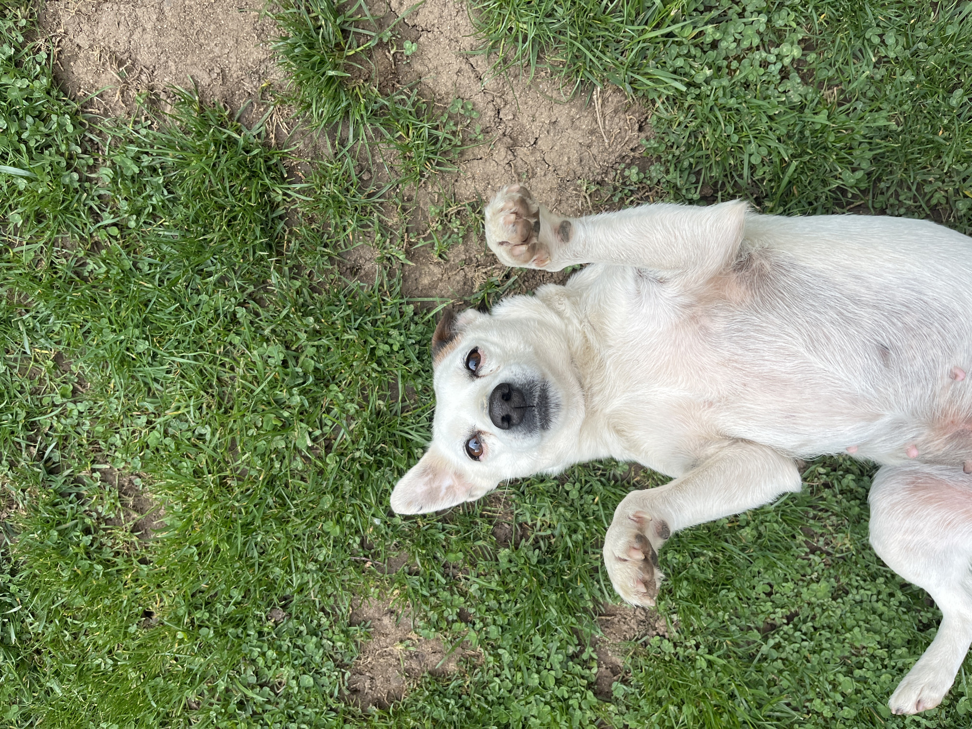 Dog spotted resting in multiple locations in Vladaya, Bulgaria
