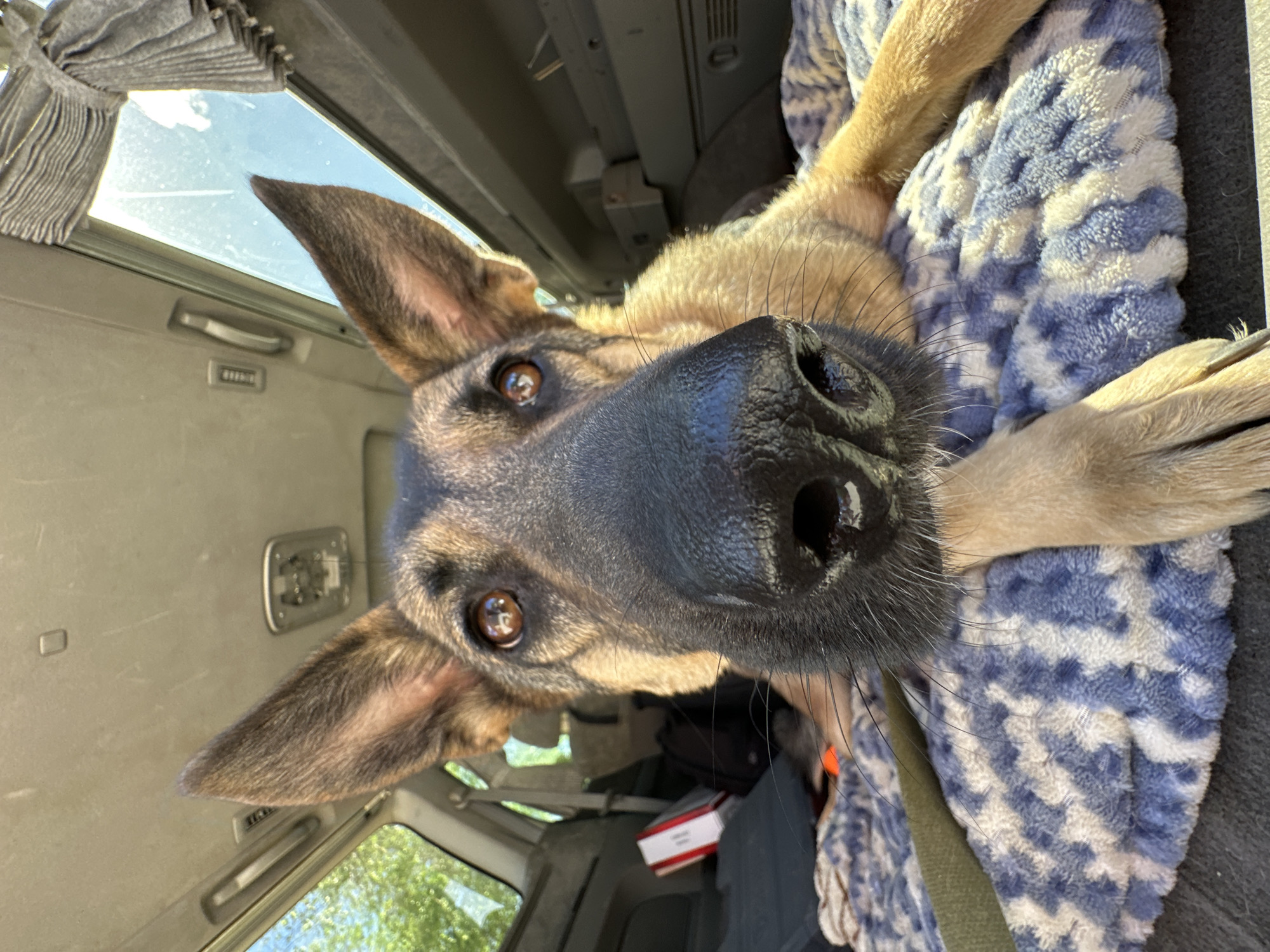 Car repair session with German Shepherd companion in Blagoveshchensk