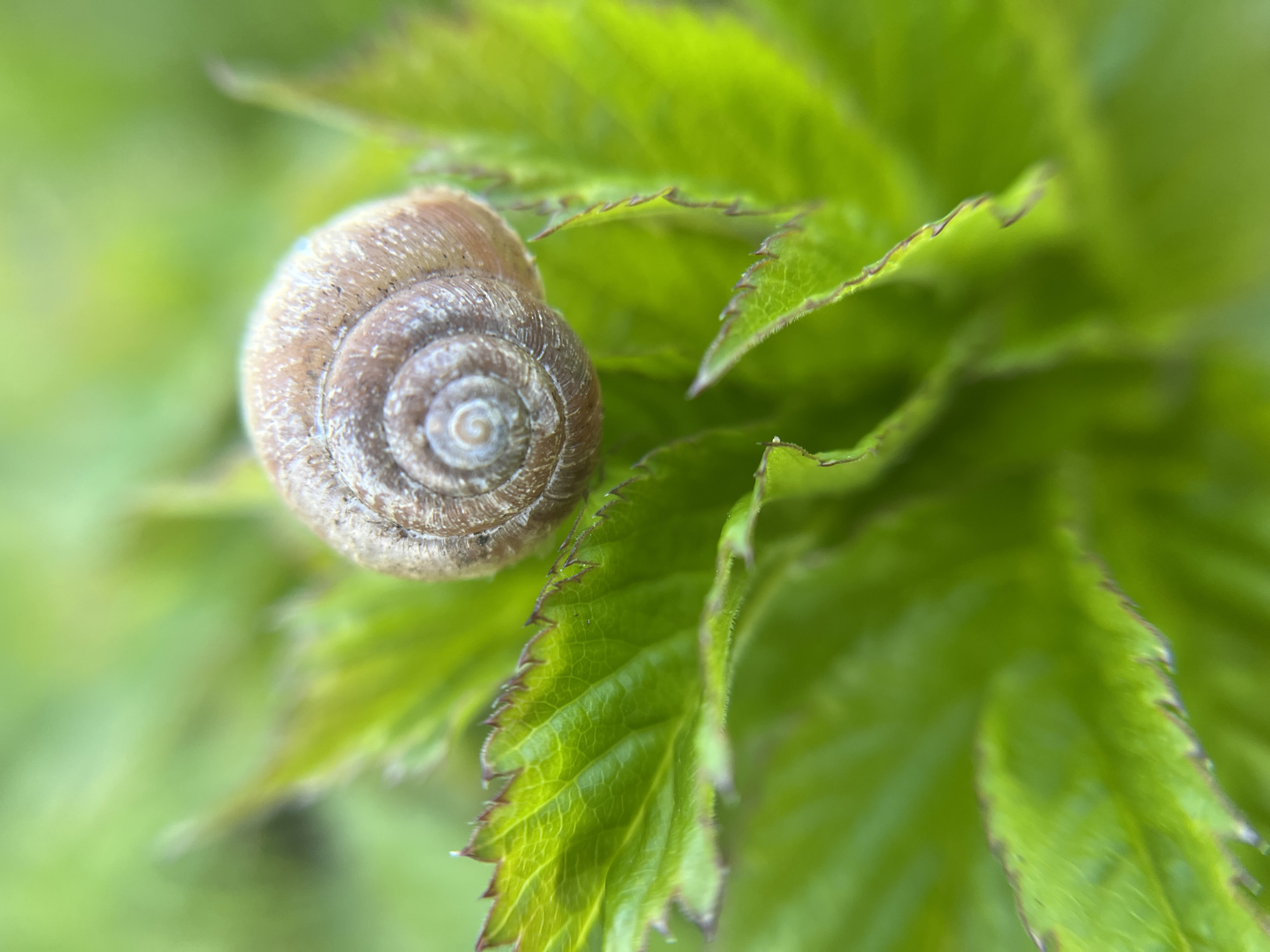 Nature photography session captures small wildlife in Zhigalki, Russia