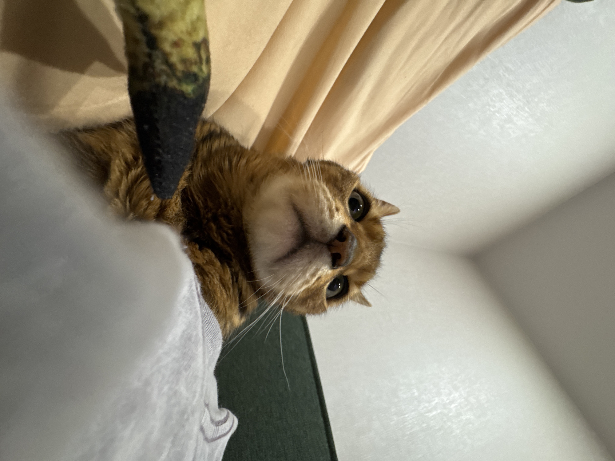 Tabby cat documented resting with toy fish on bedding