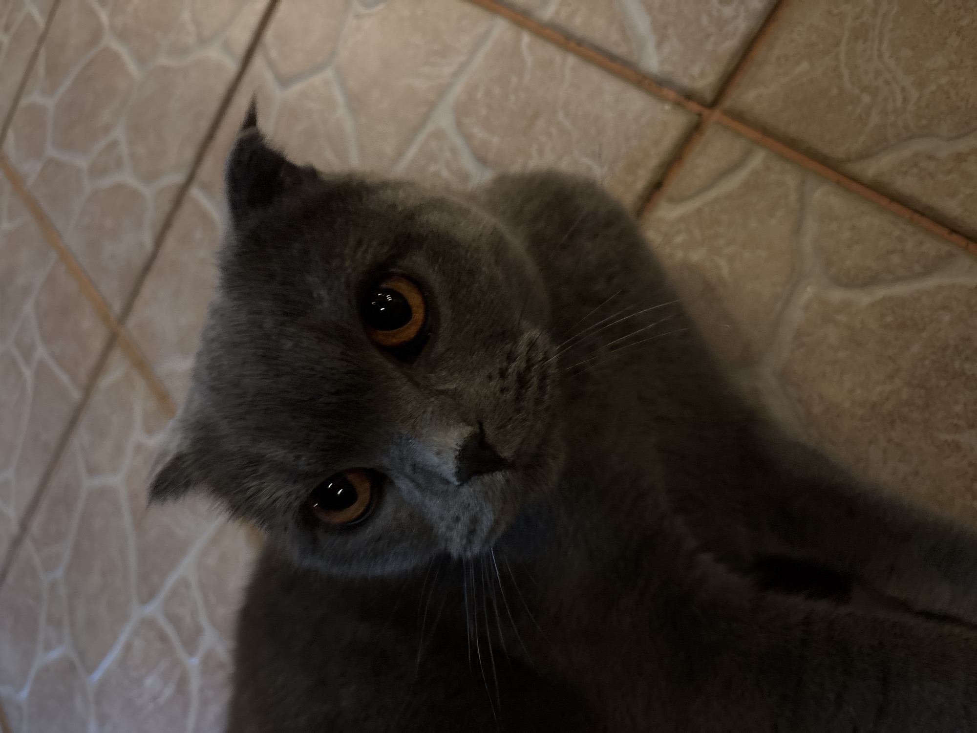 Gray cat photographed on tiled floor in Karlovo home