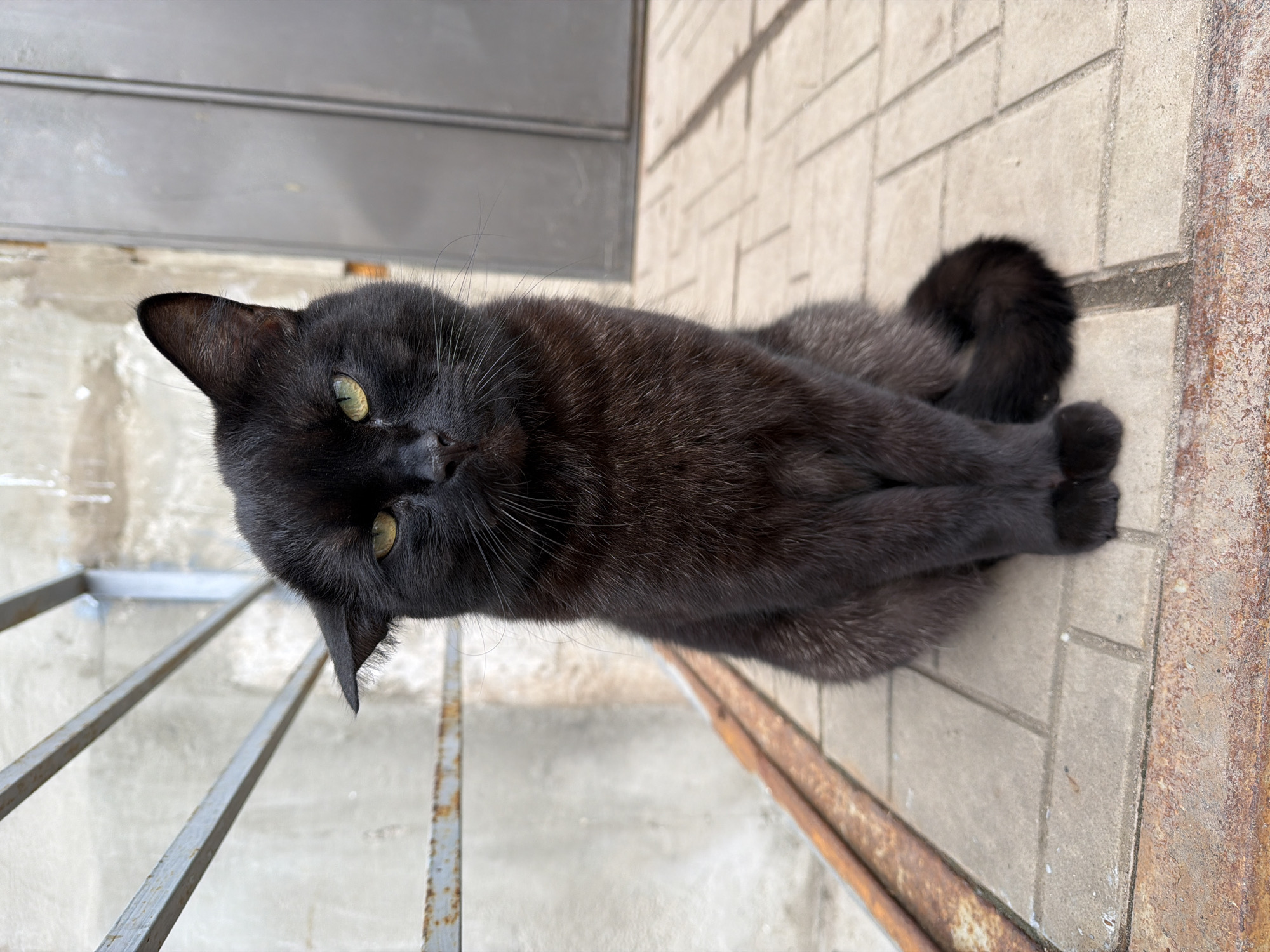 Pet owners document Chihuahua and cat in Votkinsk homes