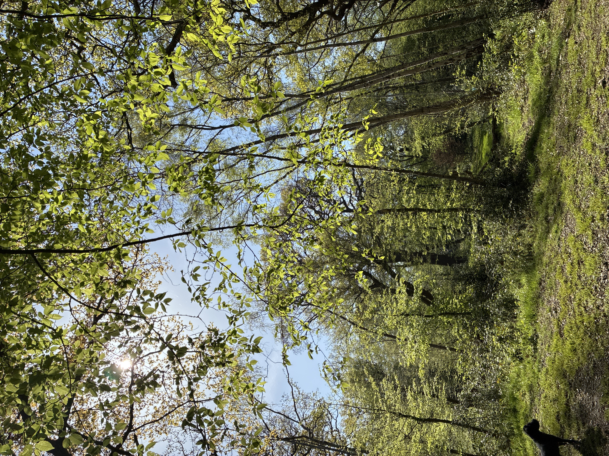 Spring sunlight captured in London wooded area