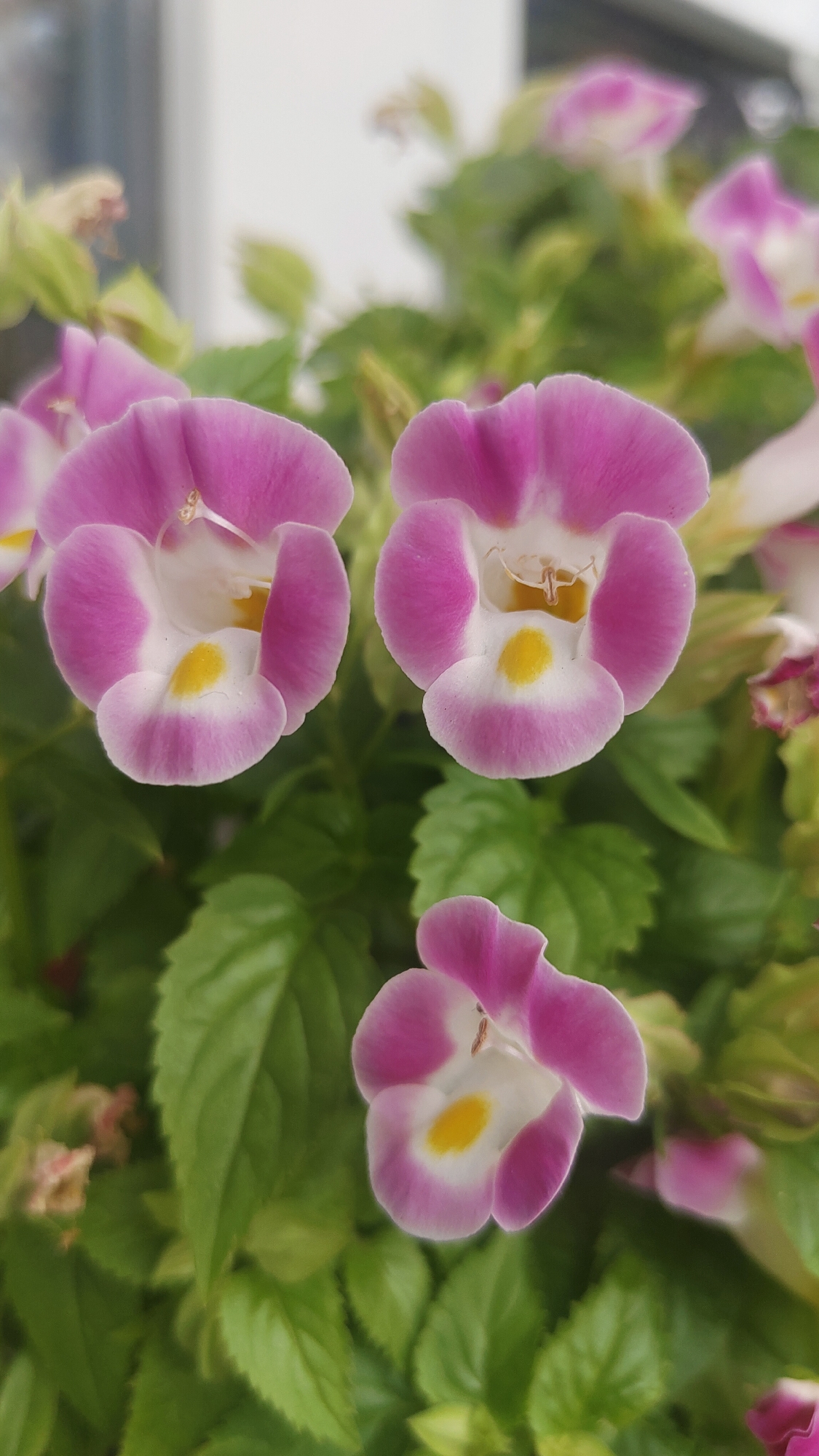 Macro florals: Torenia and begonia blooms in Krasnoyarsk