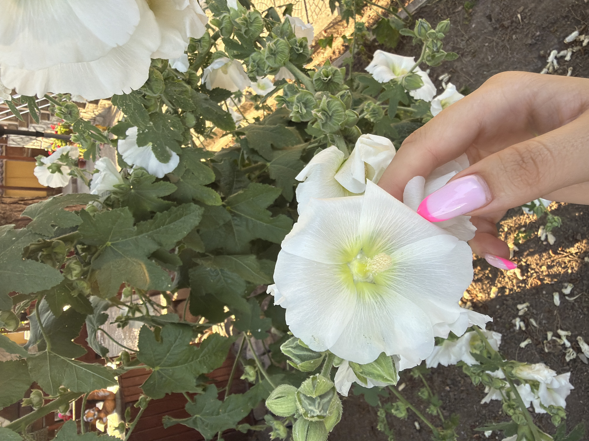 Hollyhocks and dogs in a Bulgarian garden afternoon