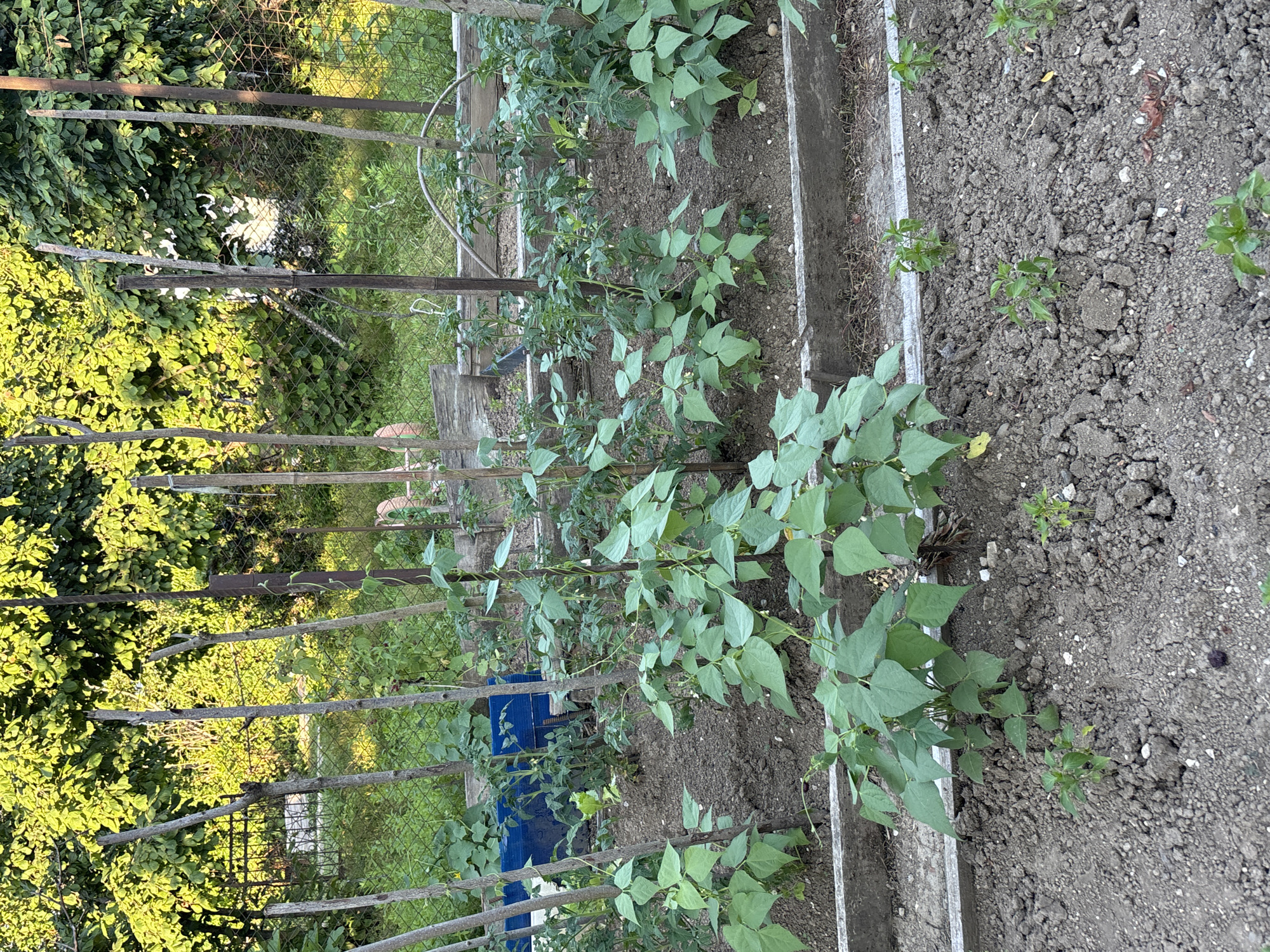 Backyard homestead: gardens, poultry, and a well-stocked kitchen