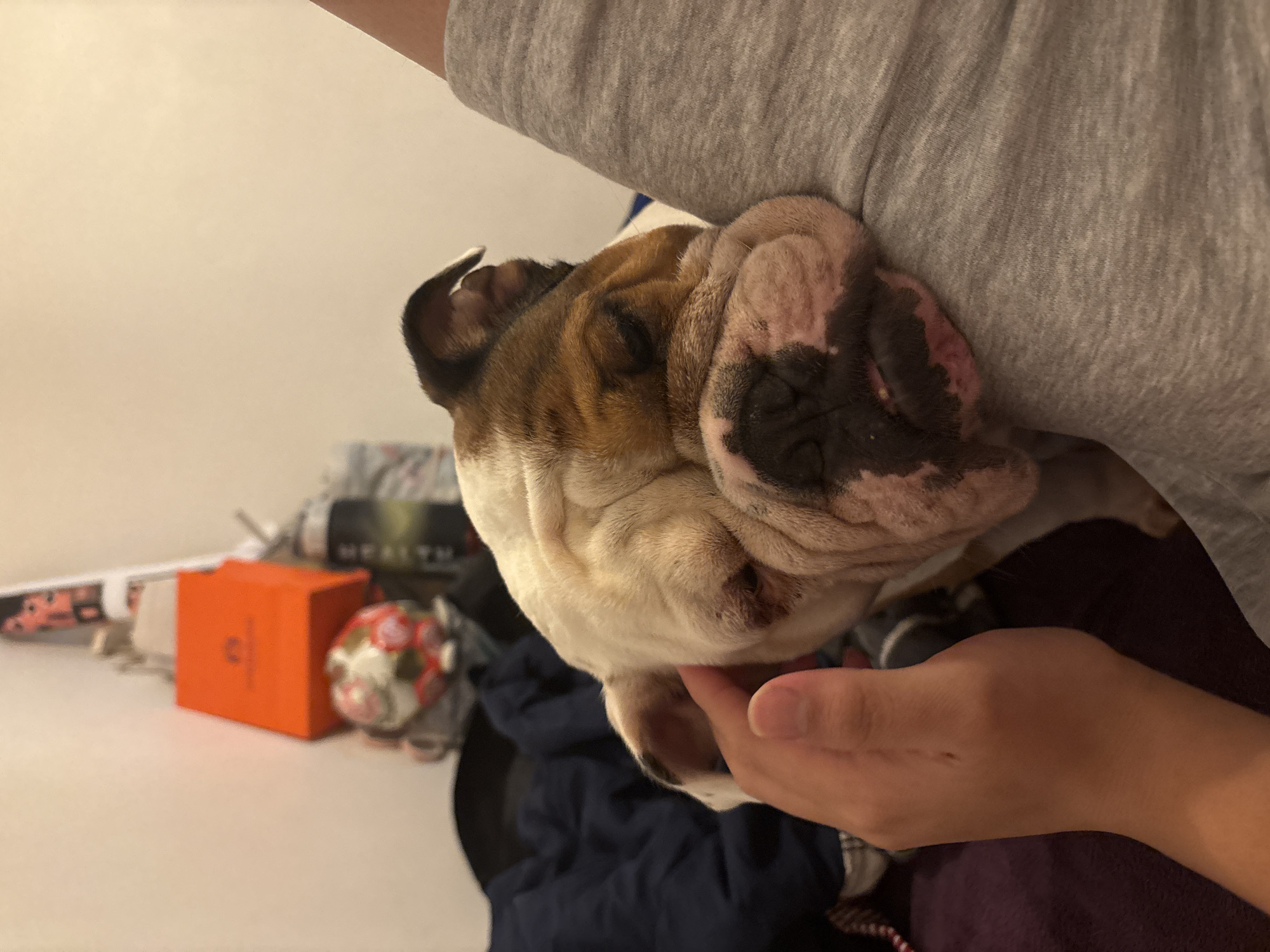 English Bulldog rests peacefully in owner's lap in Mexico City