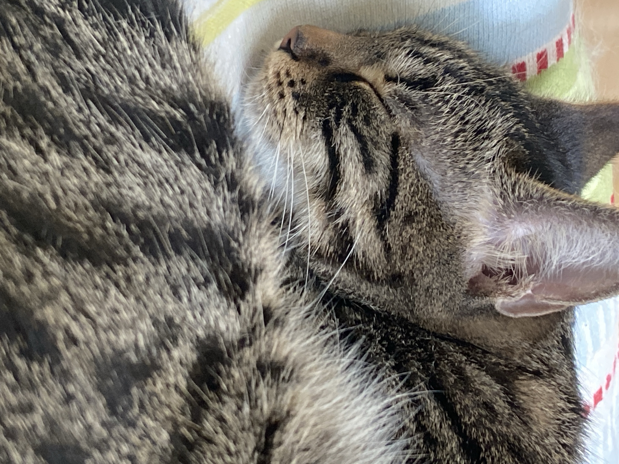 Tabby cat's morning nap session documented in Sofia