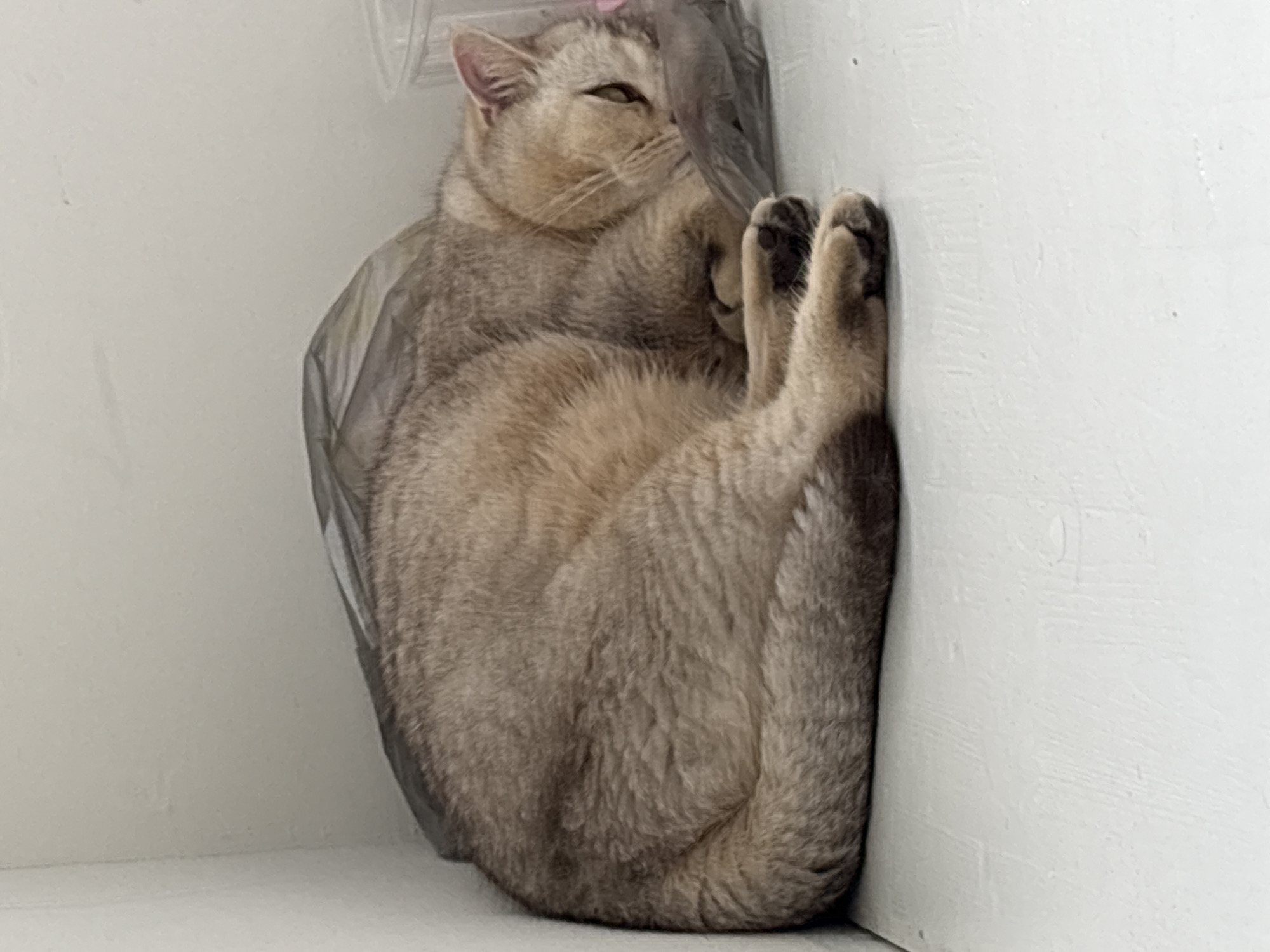 Cat lounging on a countertop, ketchup pouch nearby