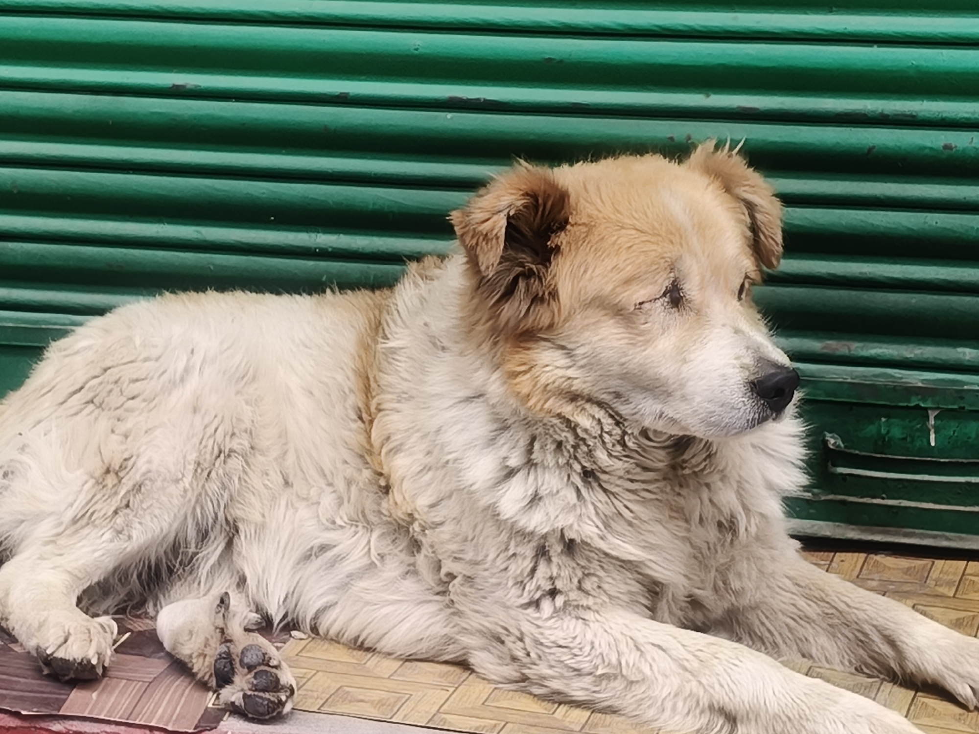 Street dogs and morning calm in Vashisht's mountain market lane