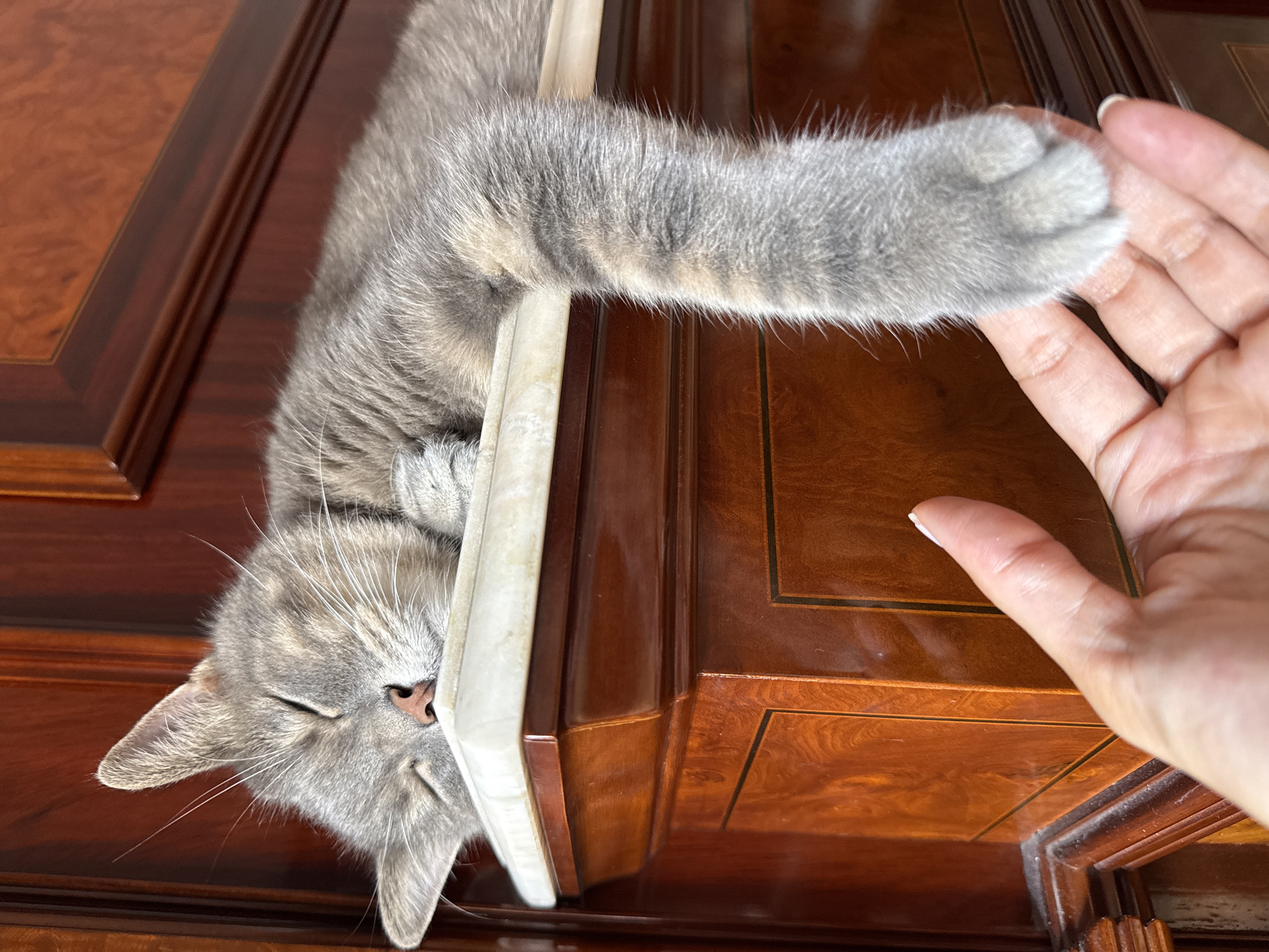 Grey tabby cat doing very little, very comfortably, in Barcelona