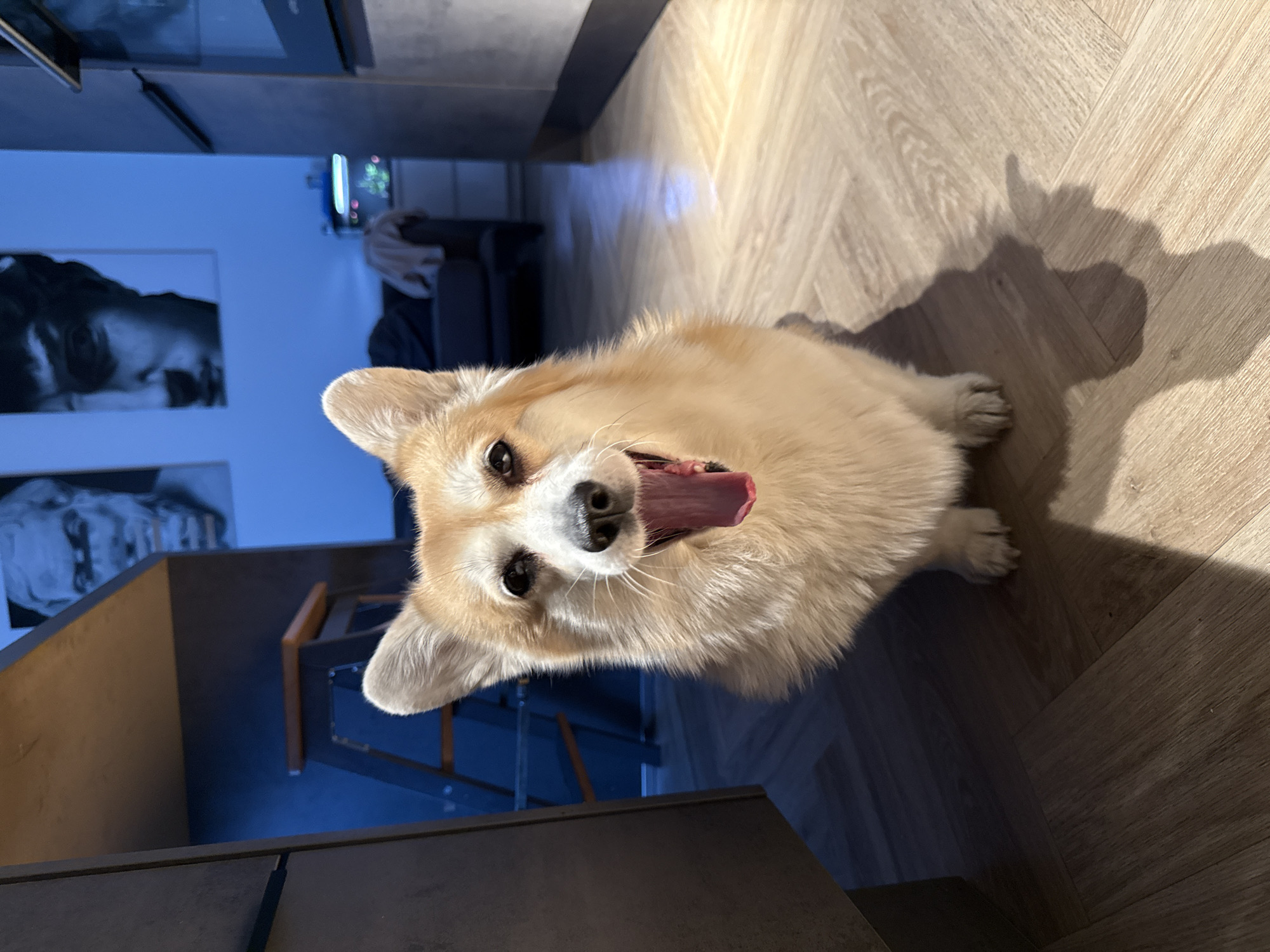 Corgi dog photographed on wooden floor in Krasnoyarsk home