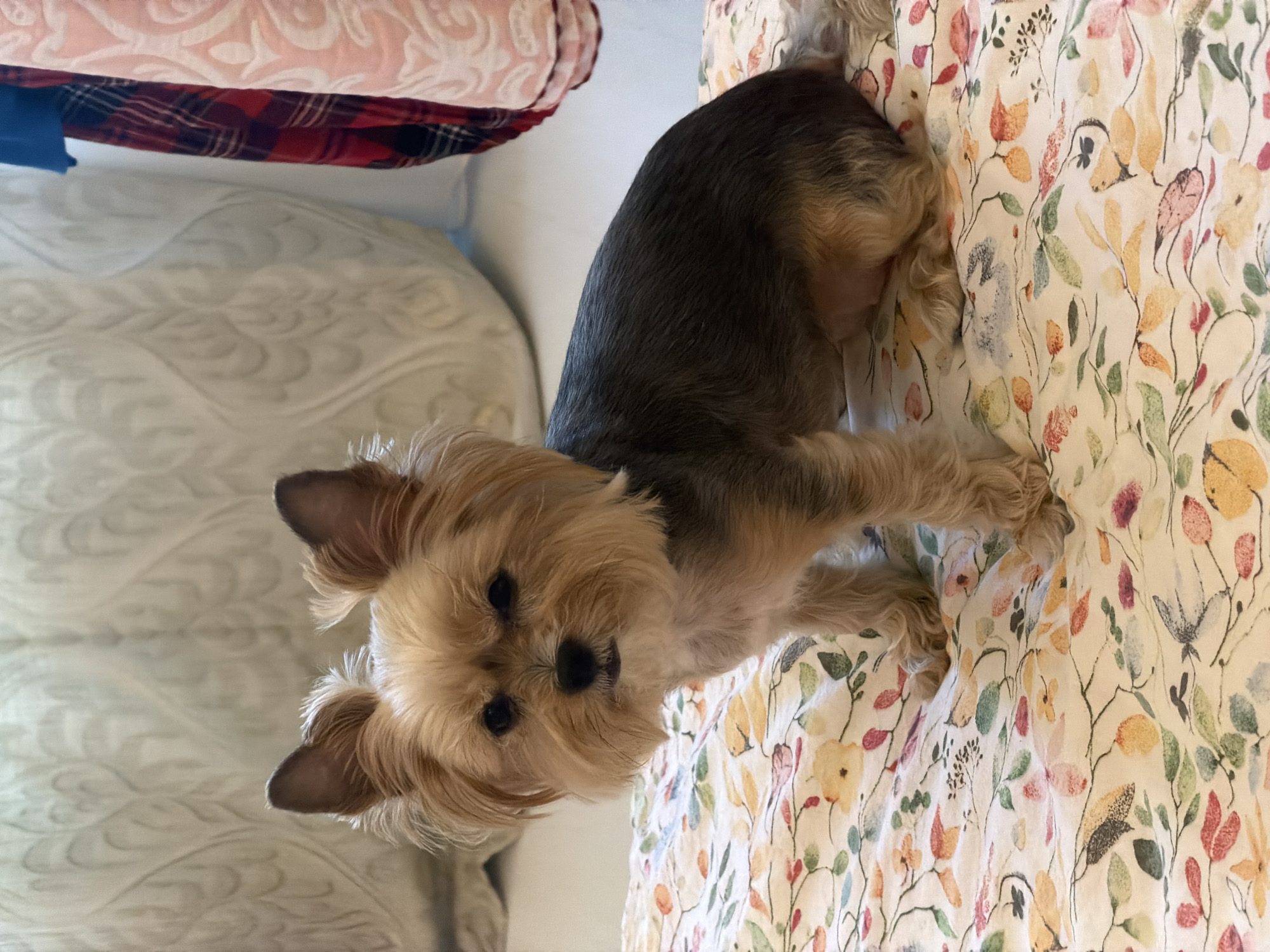 Yorkshire Terrier at home, multiple angles over a few minutes