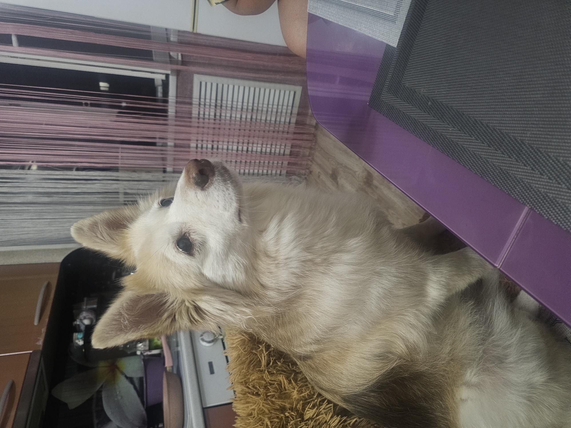 Pets at home in Nakhodka, Russia