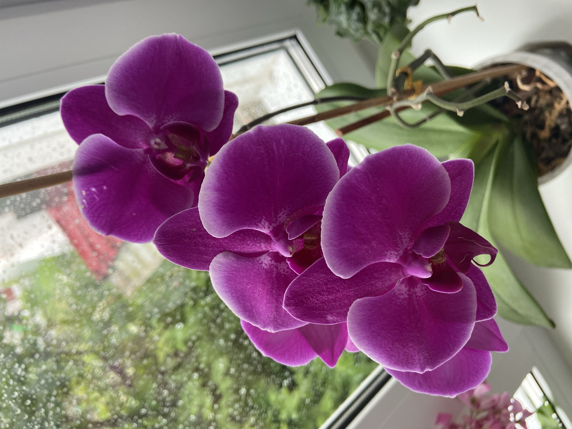 Rainy afternoon at home: flowers, fish, and small decorative objects