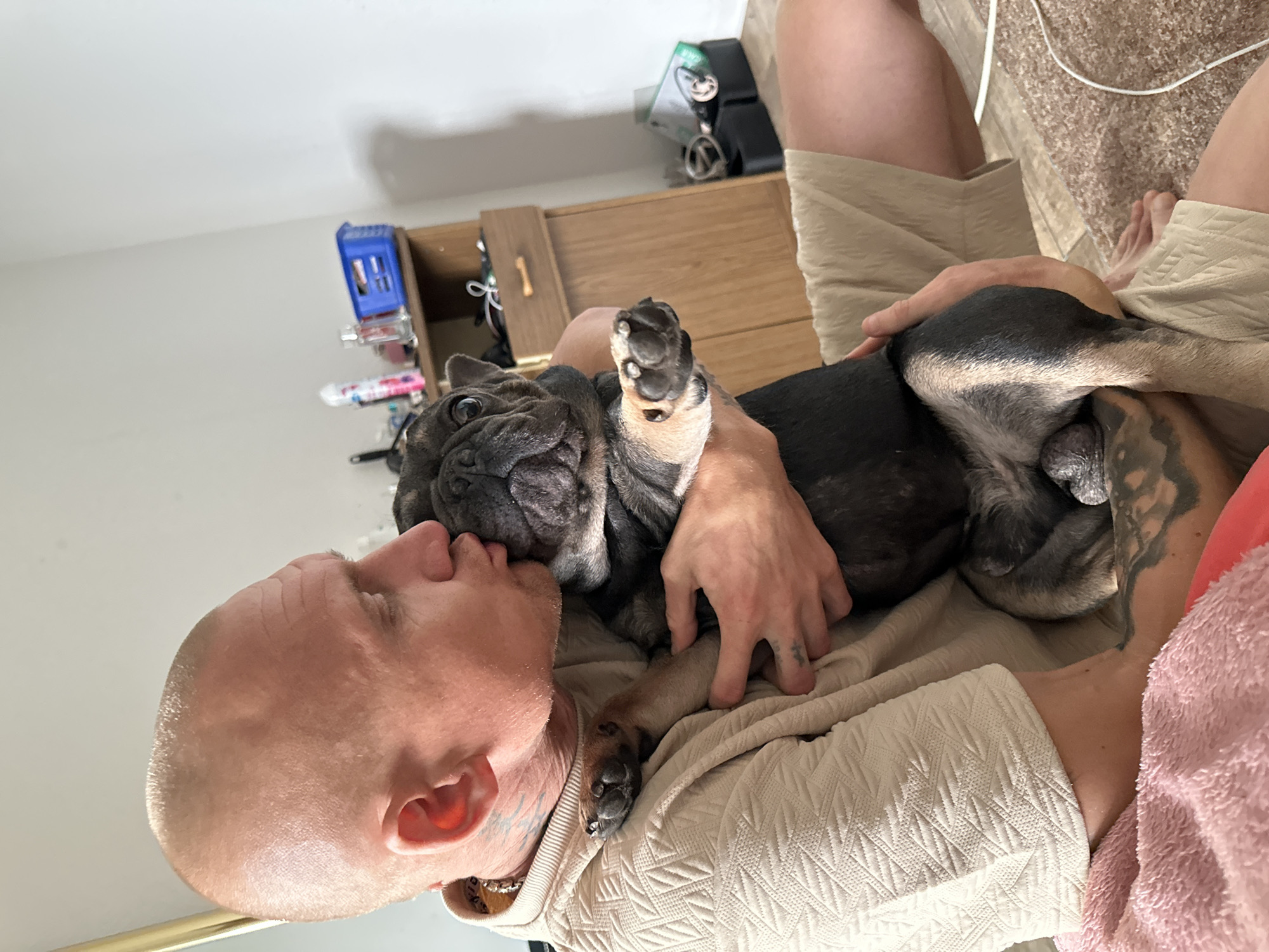 A French bulldog's lazy afternoon at home