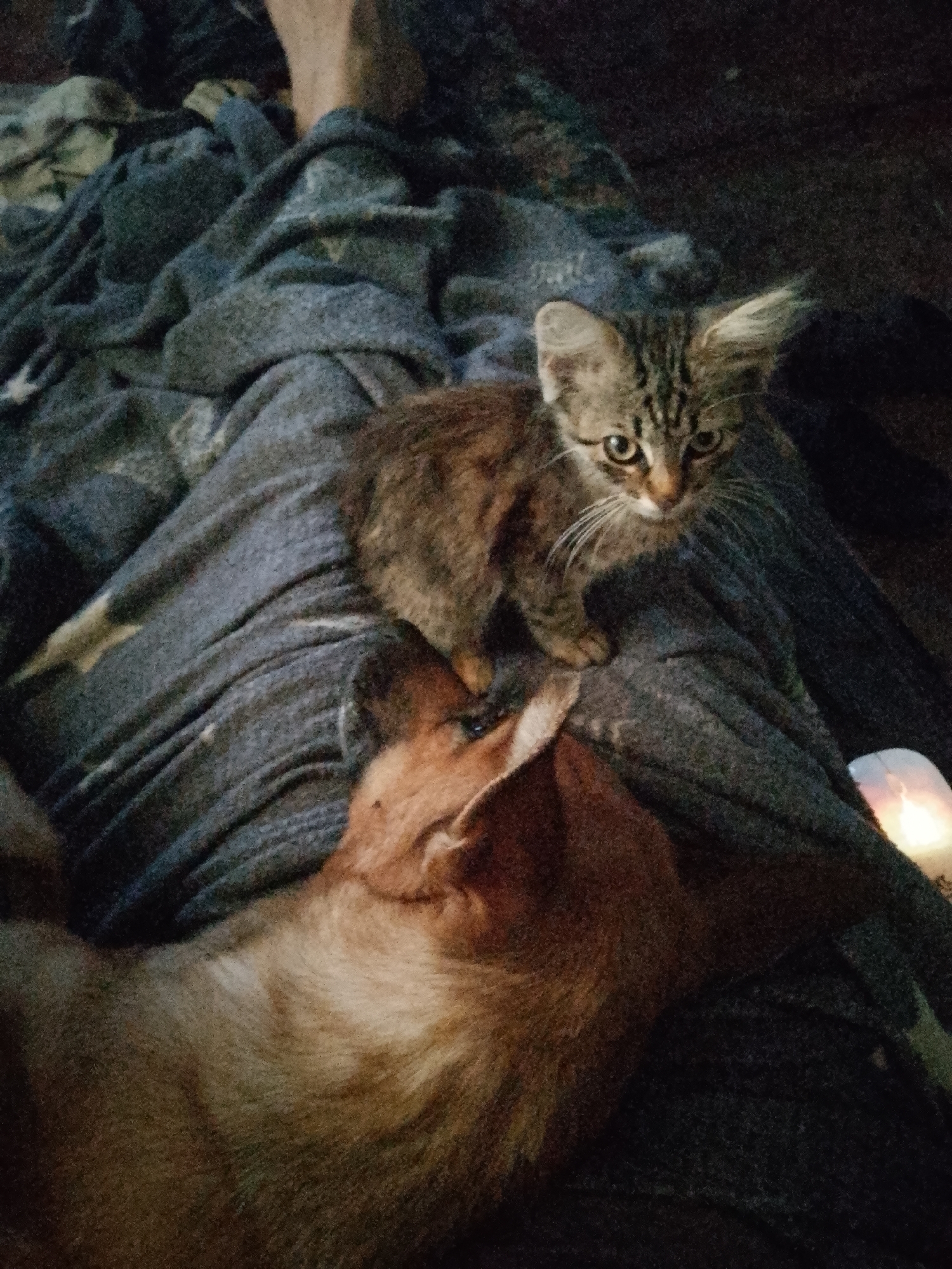 Tabby kitten and dog nap together on a cozy blanket