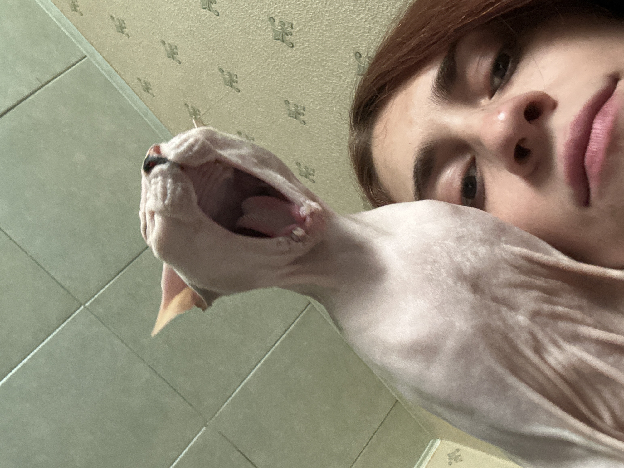 Lazy afternoon with a Sphynx cat in Togliatti