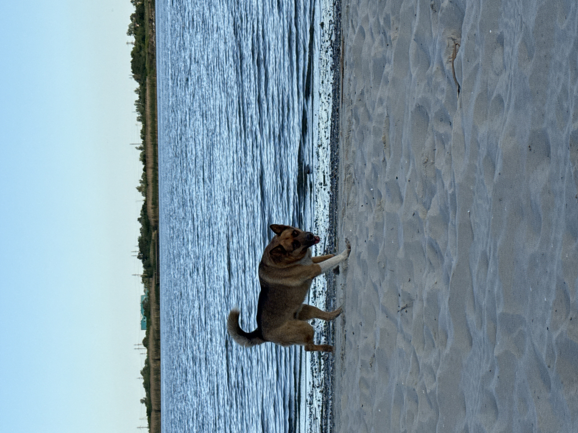 Dog spotted on Don River beach in Rostov-on-Don