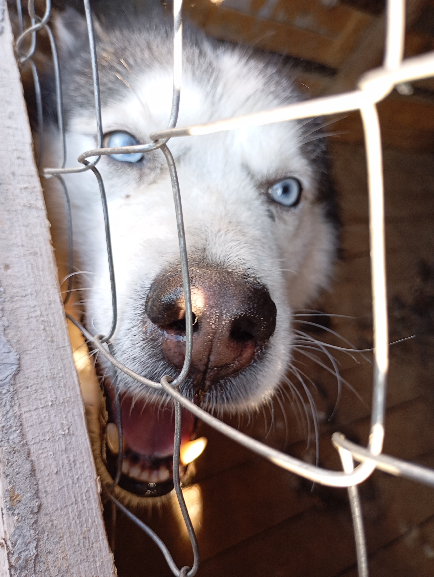 Casual weekend observations: dogs, frogs, fire, and sun documented