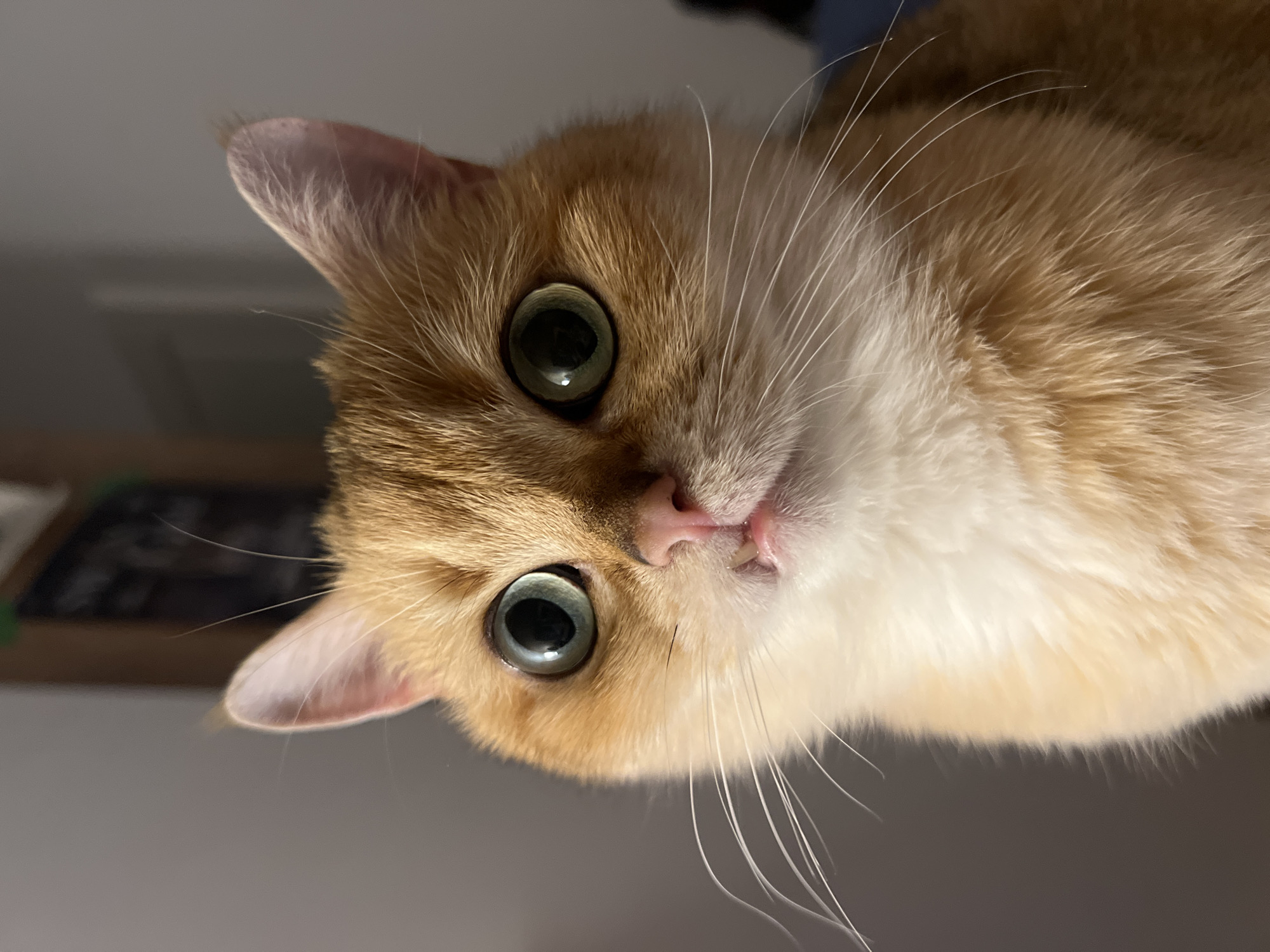 Wide-eyed ginger cat up close in Montenegro