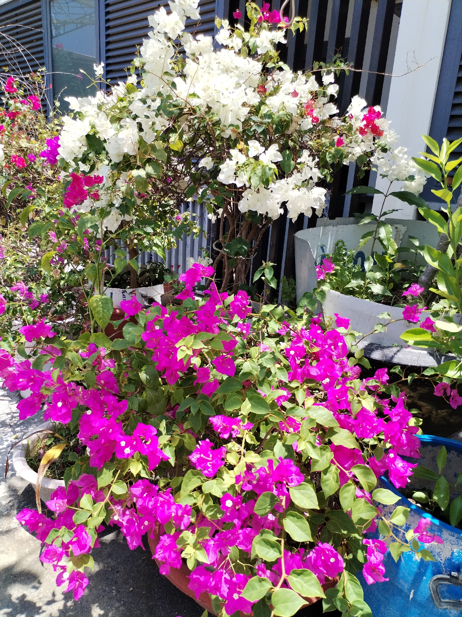 Morning garden walk captures flowering plants and koi pond