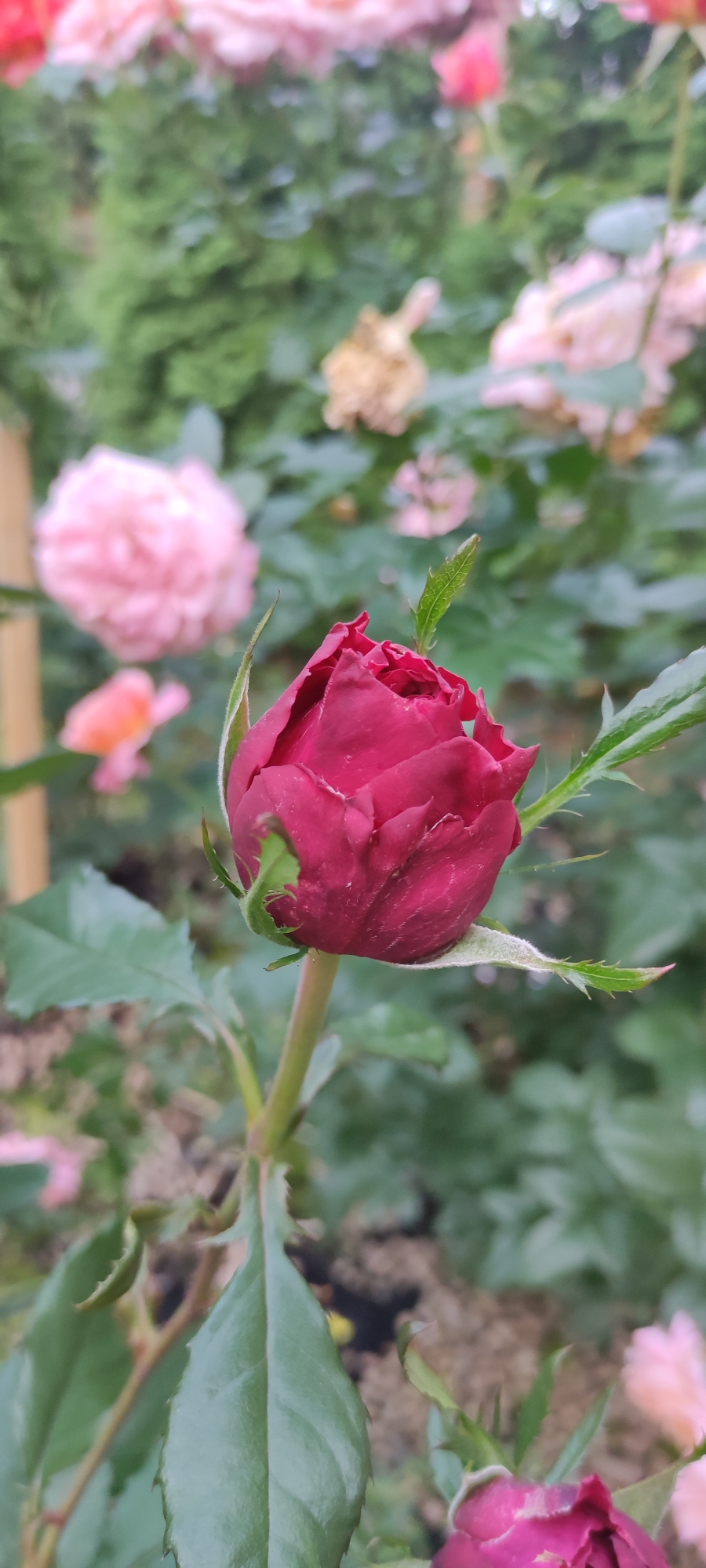 Rosinka rose garden in peak summer bloom