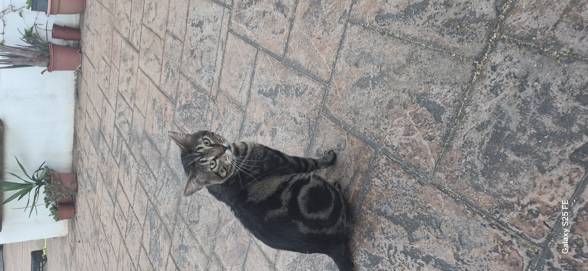 Three cats spotted around Almáchar's outdoor spaces