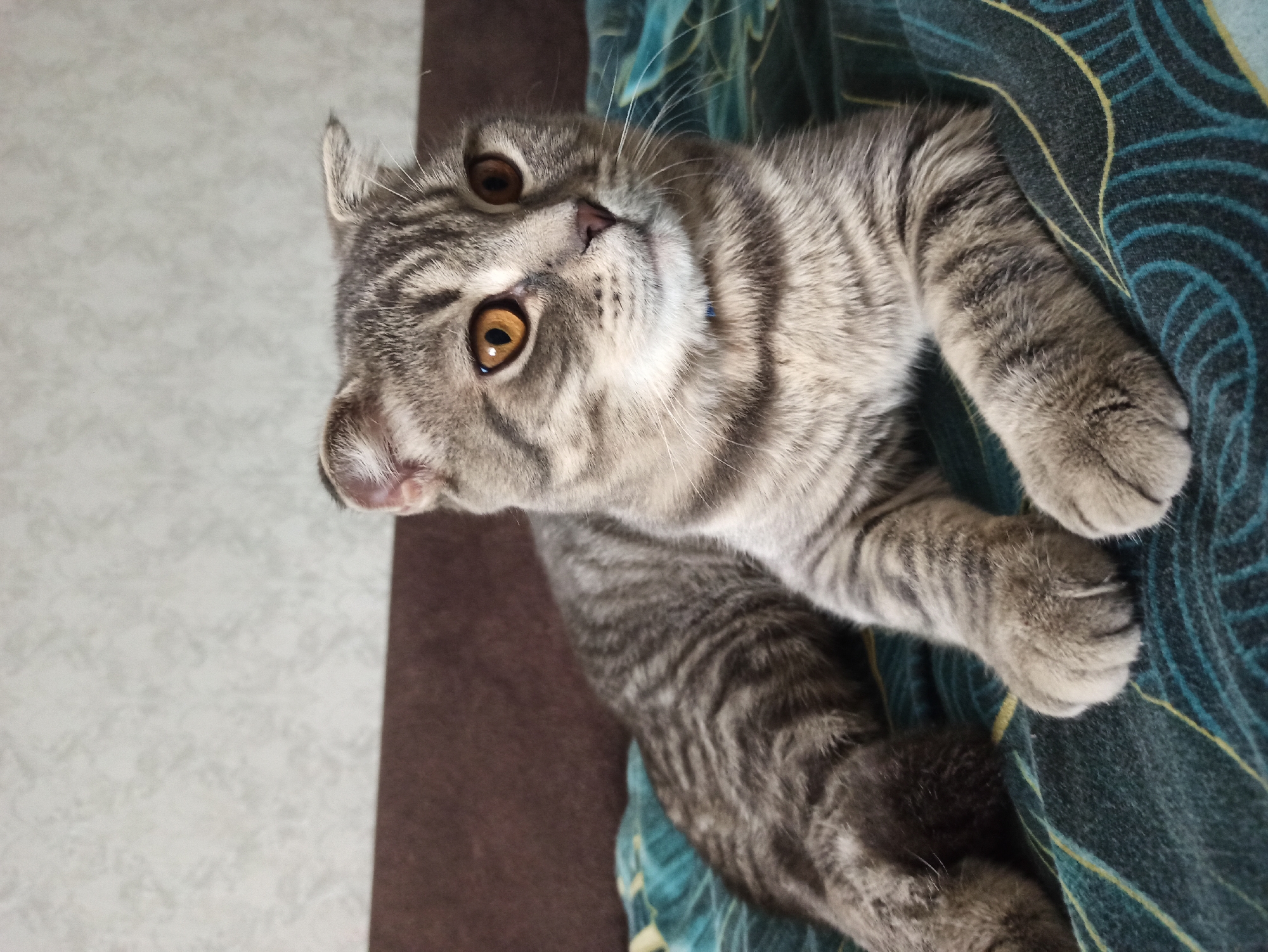 Scottish Fold cat rests on patterned blanket in Balashov