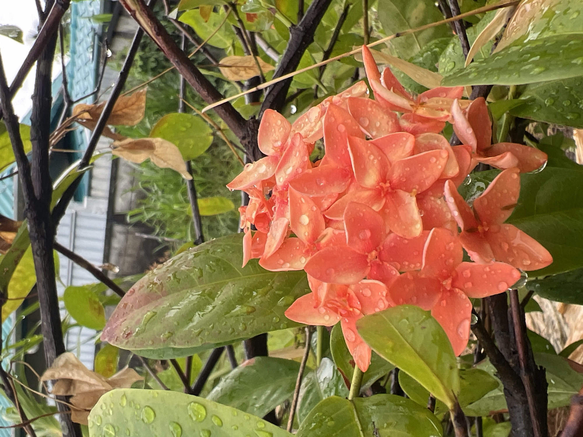 Rainy morning in Choeng Thale: garden, cats, boats, and streets