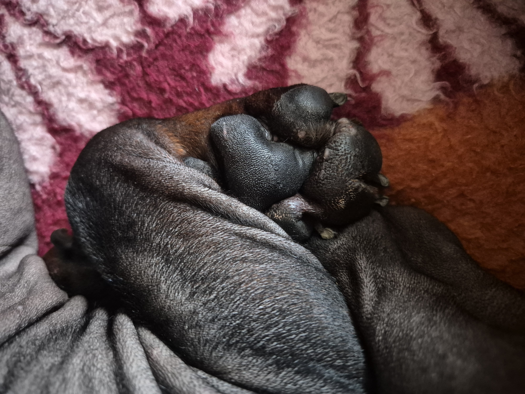 Shar Pei mother and newborn puppies documented in Stavropol