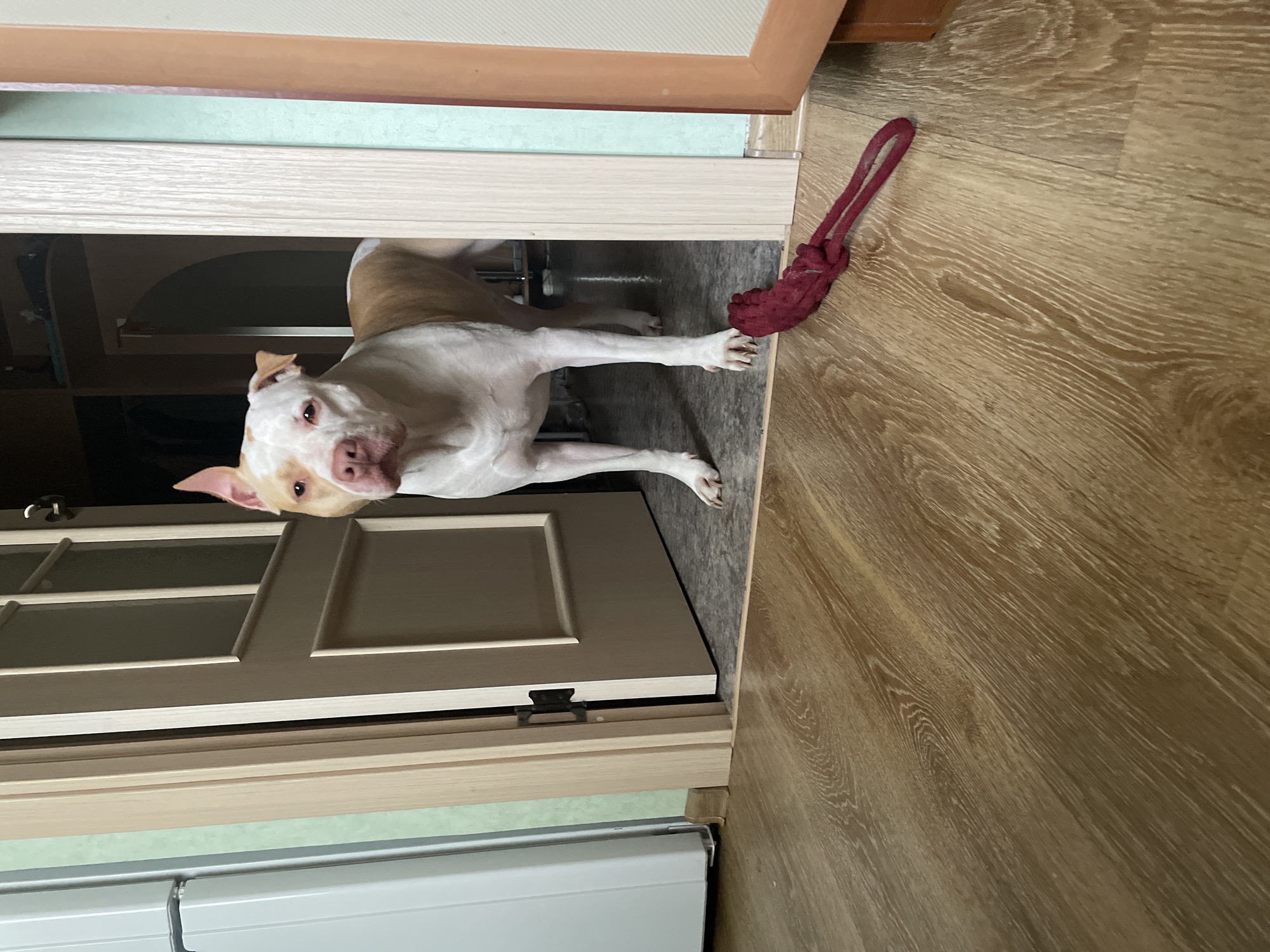 Pit bull plays with rope toy in a doorway, multiple angles
