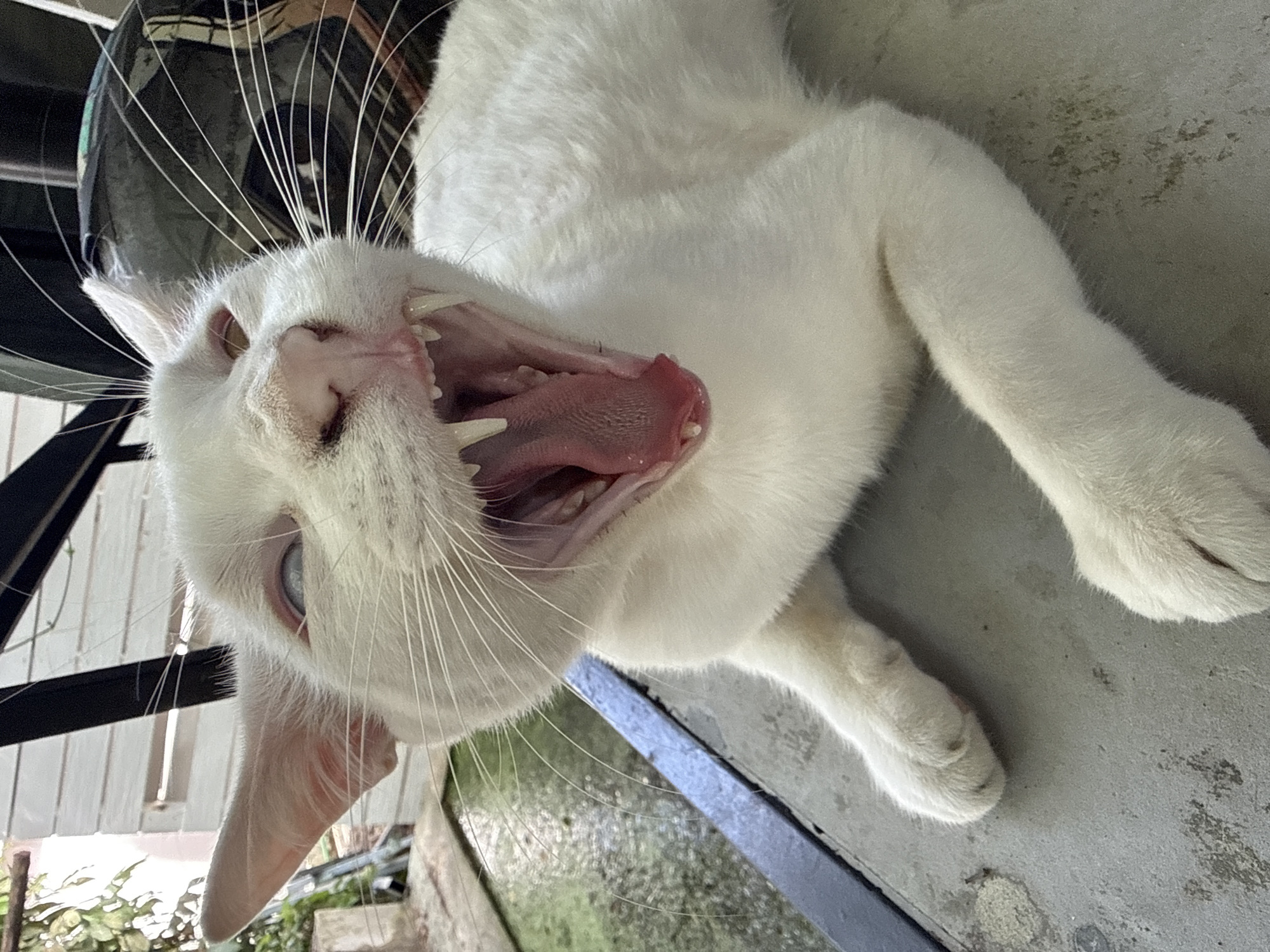 Cats and tropical plants on a quiet Koh Phangan morning