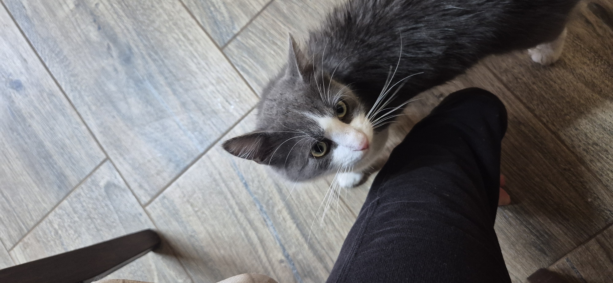 Cat photographed in Bulgarian home kitchen area