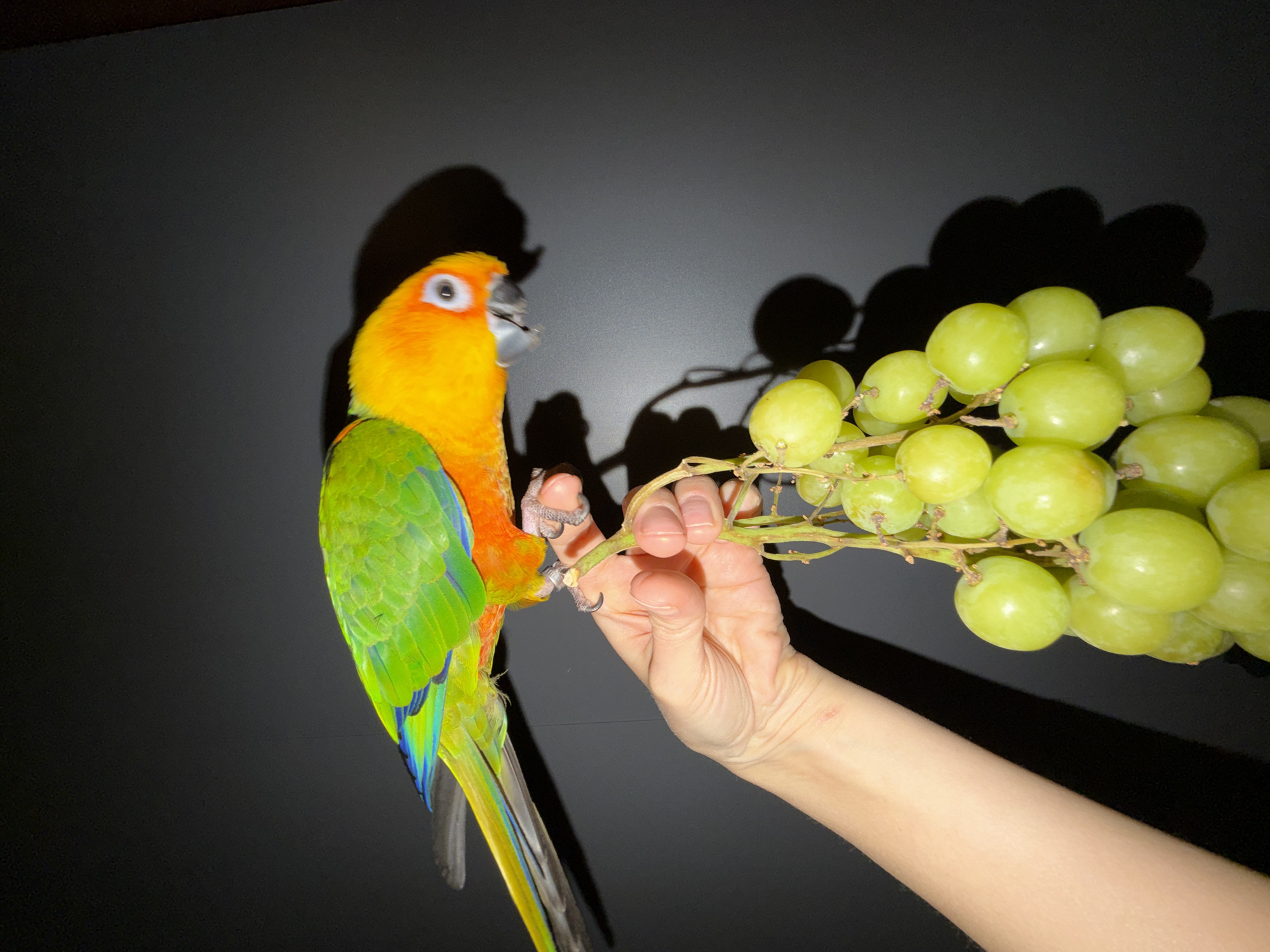 Parrot and laboratory equipment documented in Khimki, Russia