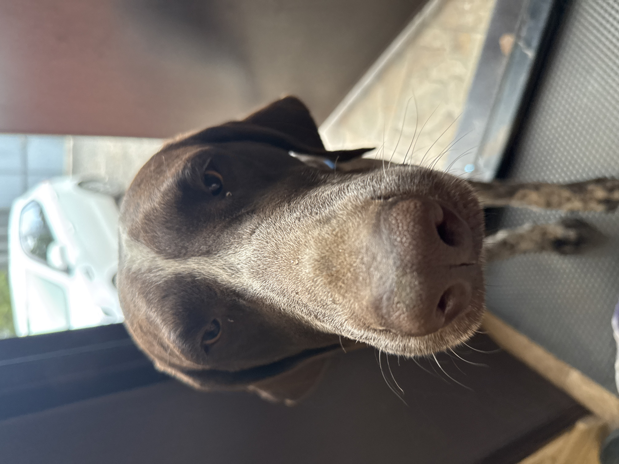 German Shorthaired Pointer photographed multiple times in Rostov-on-Don home