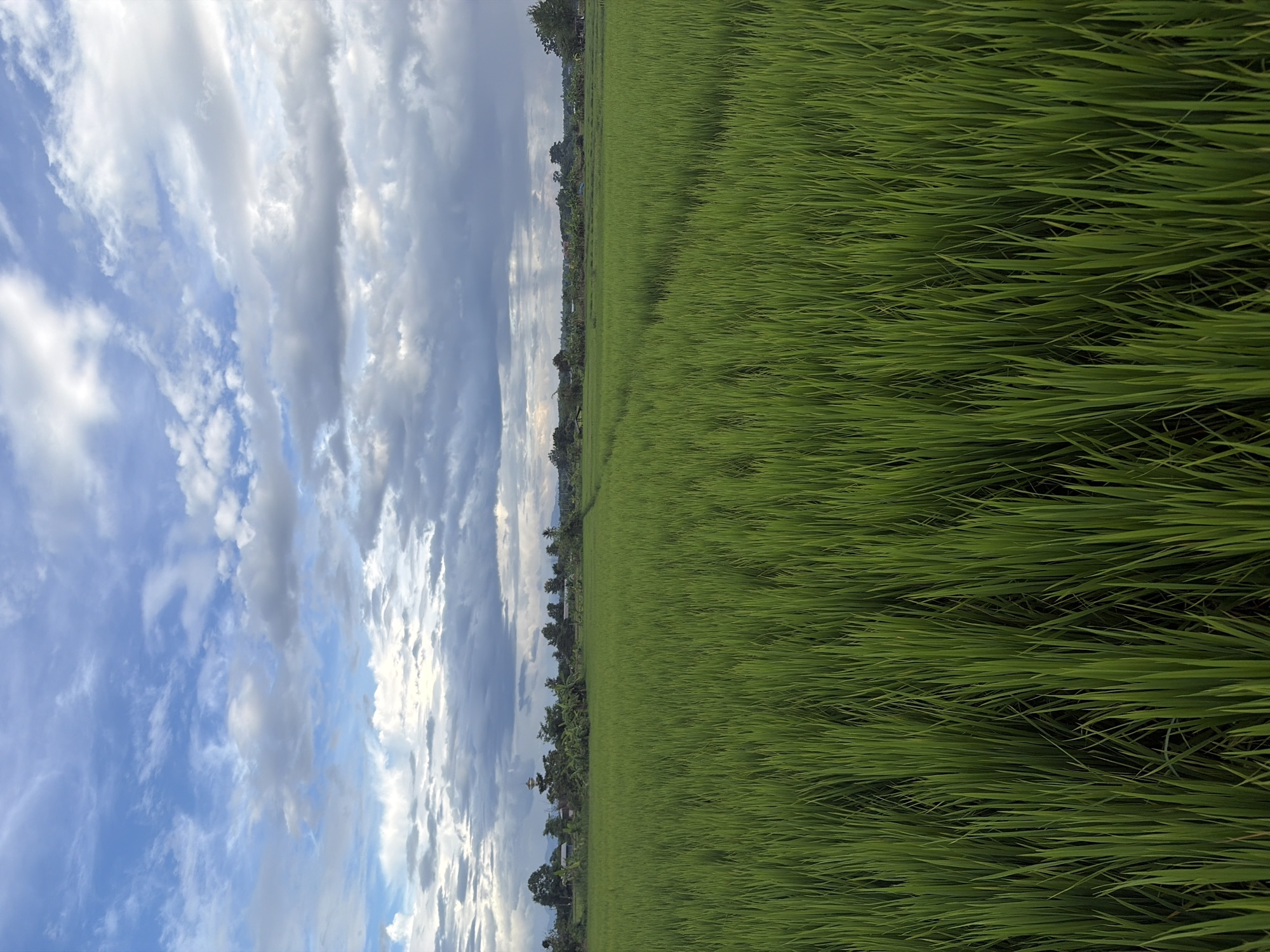 Morning in the rice paddies near Chiang Mai's misty mountain backdrop