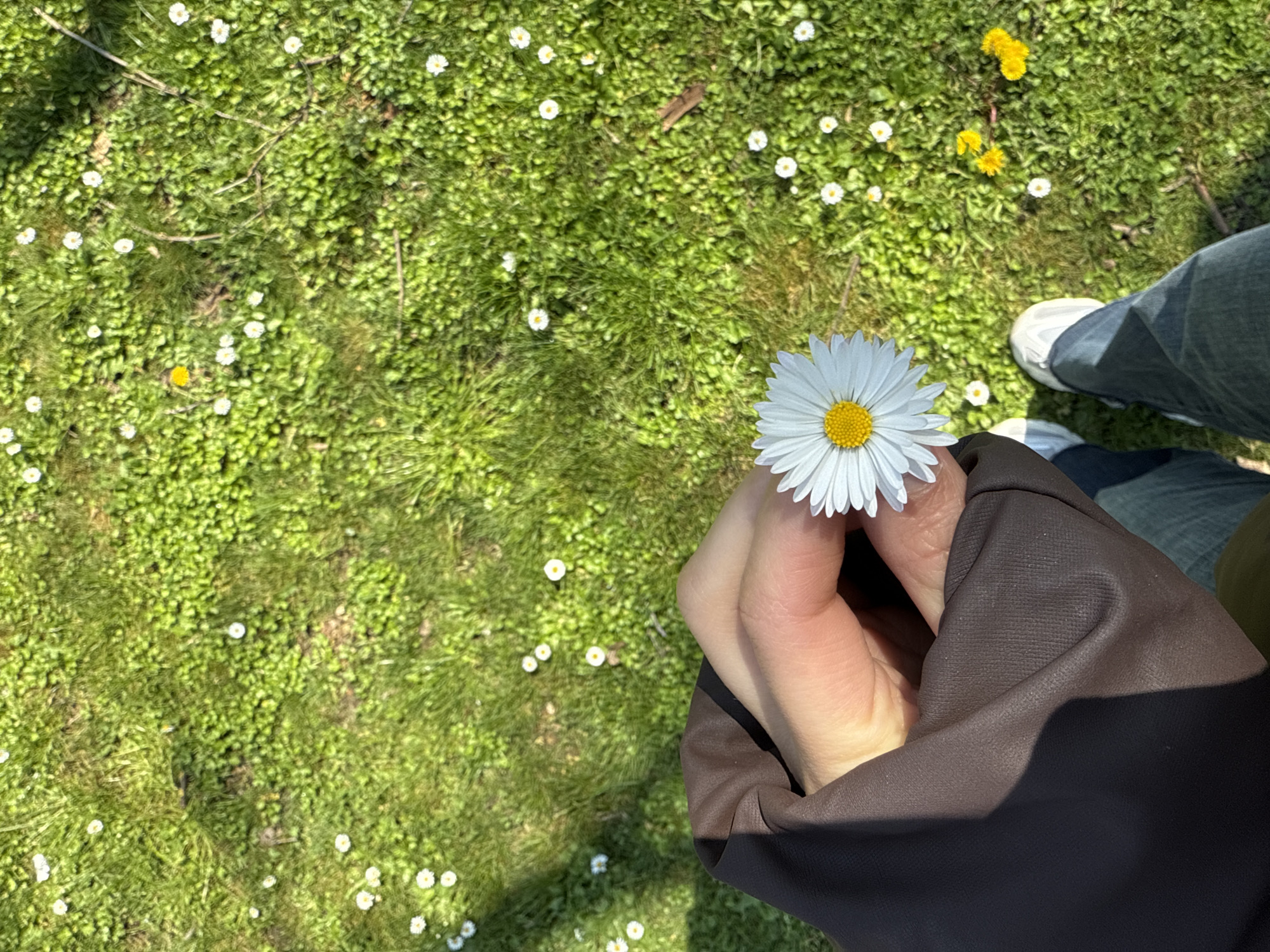 Spring daisies and coastal views captured in Burgas, Bulgaria