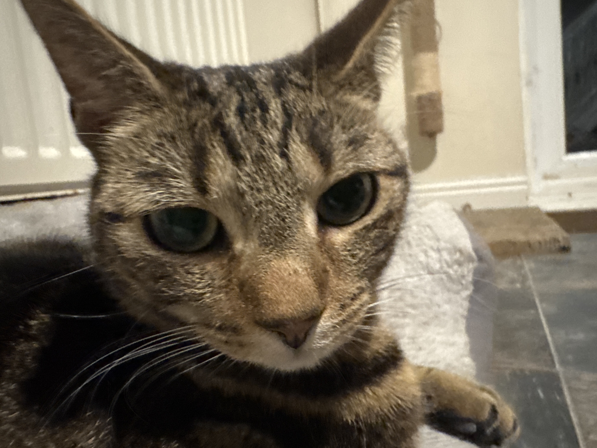 Domestic cats documented during evening hours in Desborough home