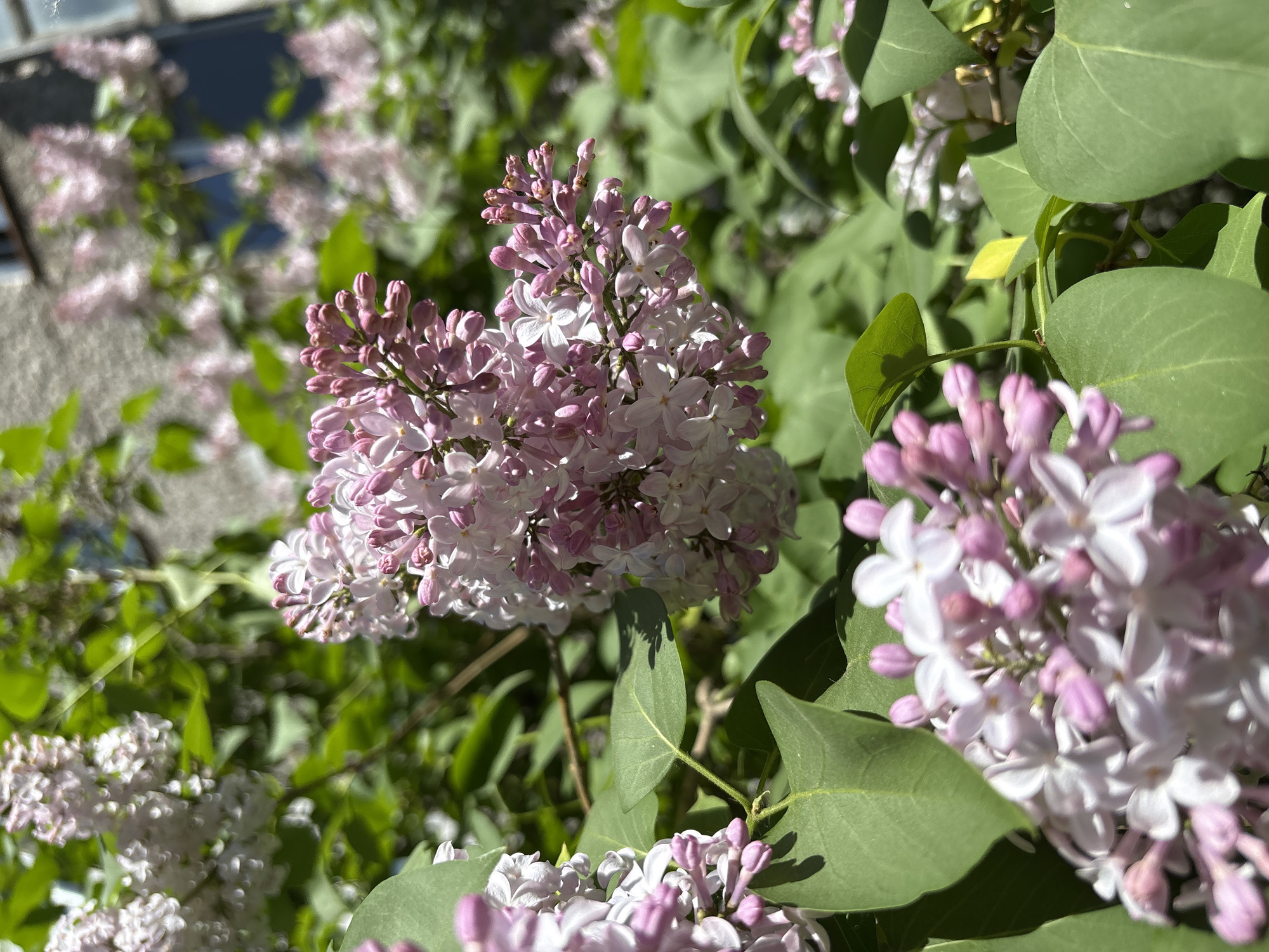 Spring lilacs bloom on Izhevsk streets, witness documents flowers