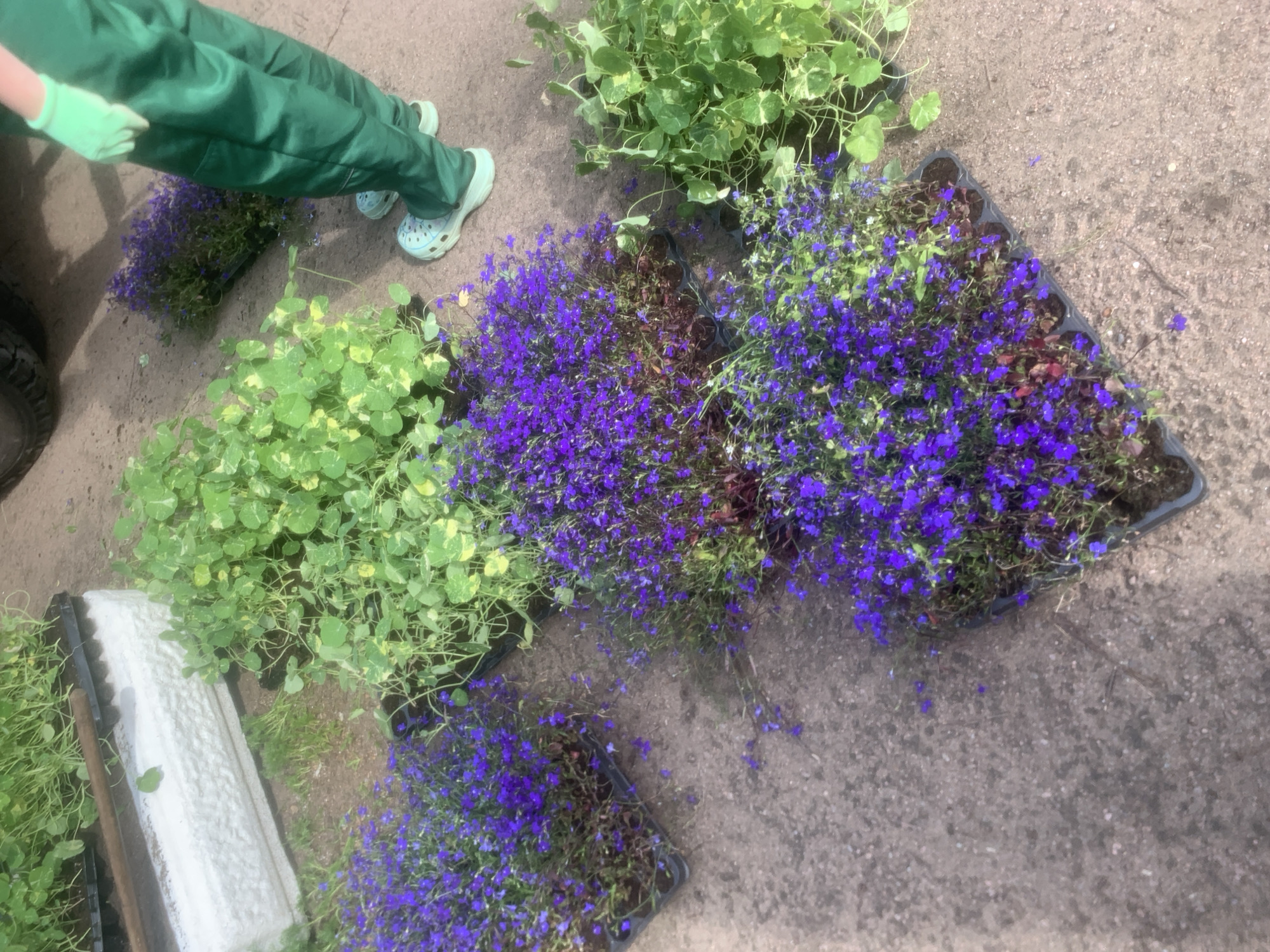 Morning community gardening volunteers plant flowers in Saint Petersburg park