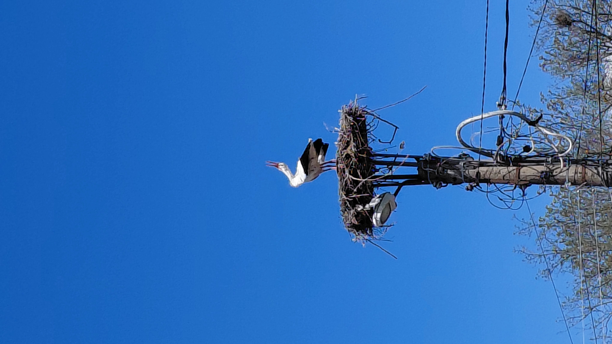 Stork spotted nesting on utility pole amid clear skies