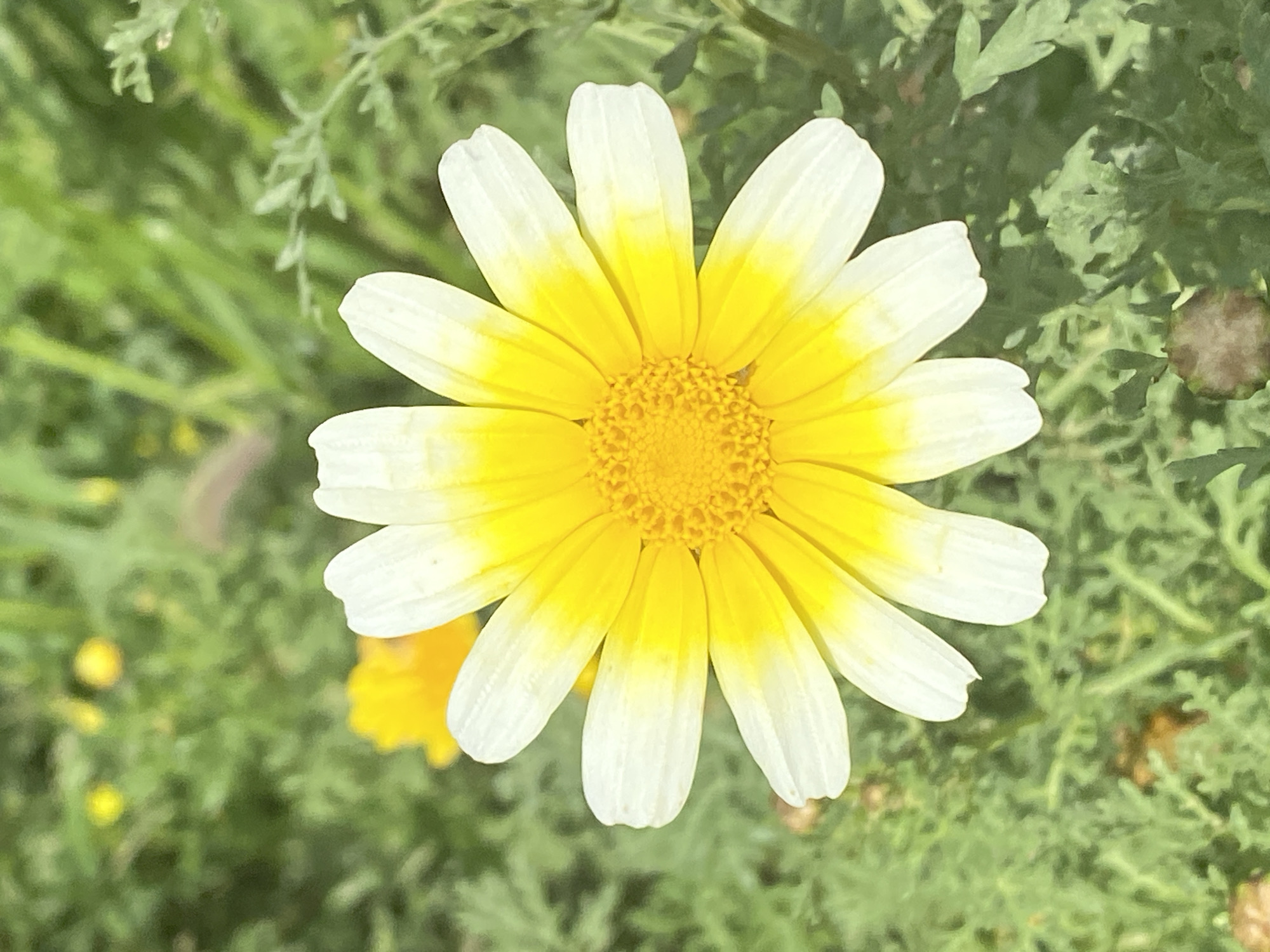 Spring wildflowers bloom with bee activity in Malia, Greece
