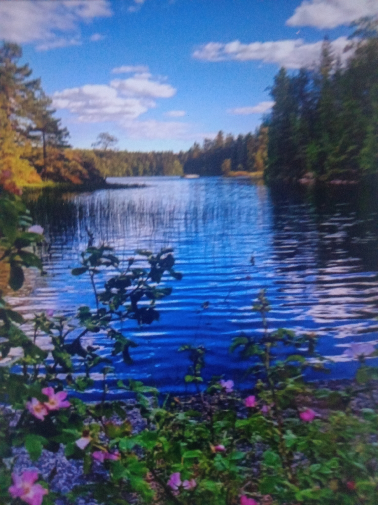 Birds, blue tones, and a lakeside scene close up