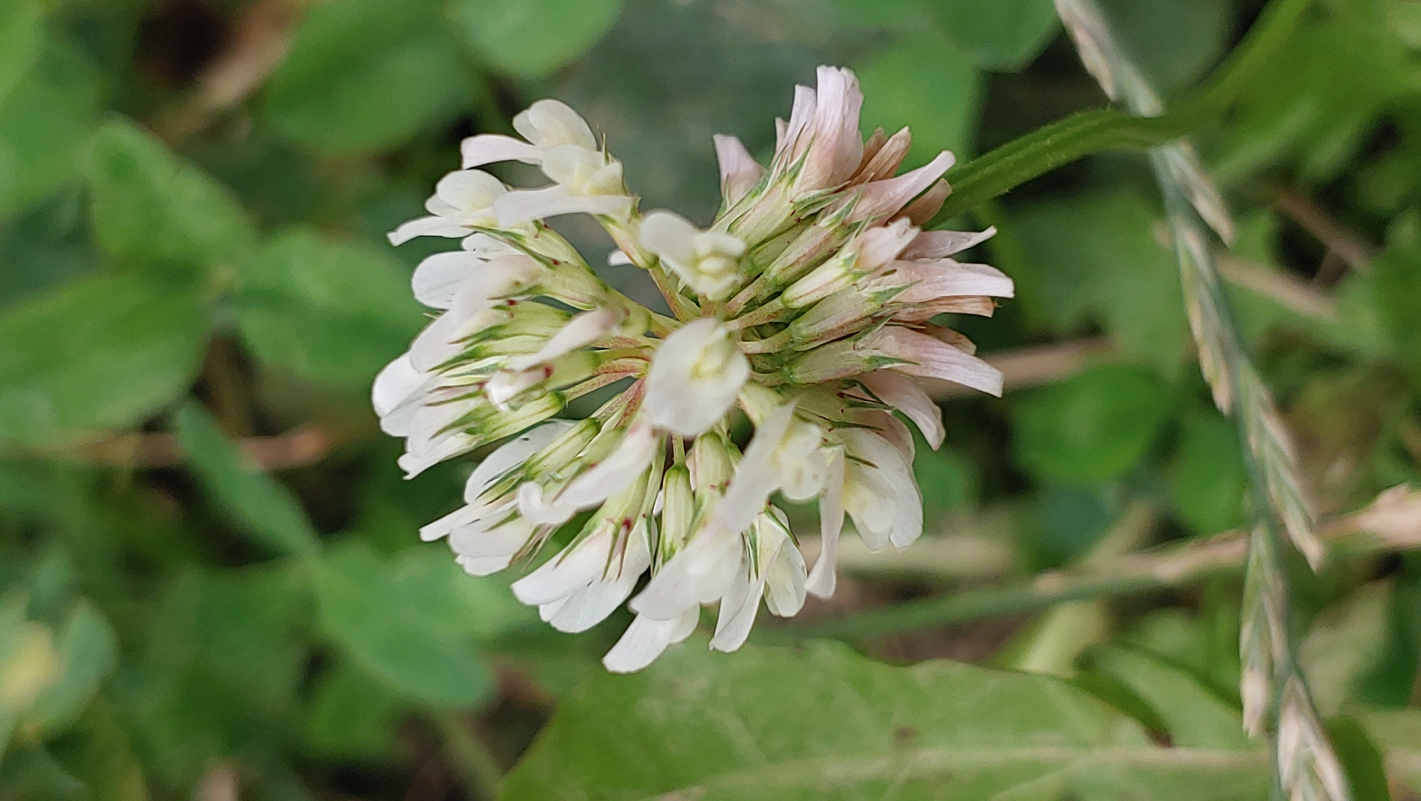 Macro botanical details from a patch of wild greenery in Mukachevo