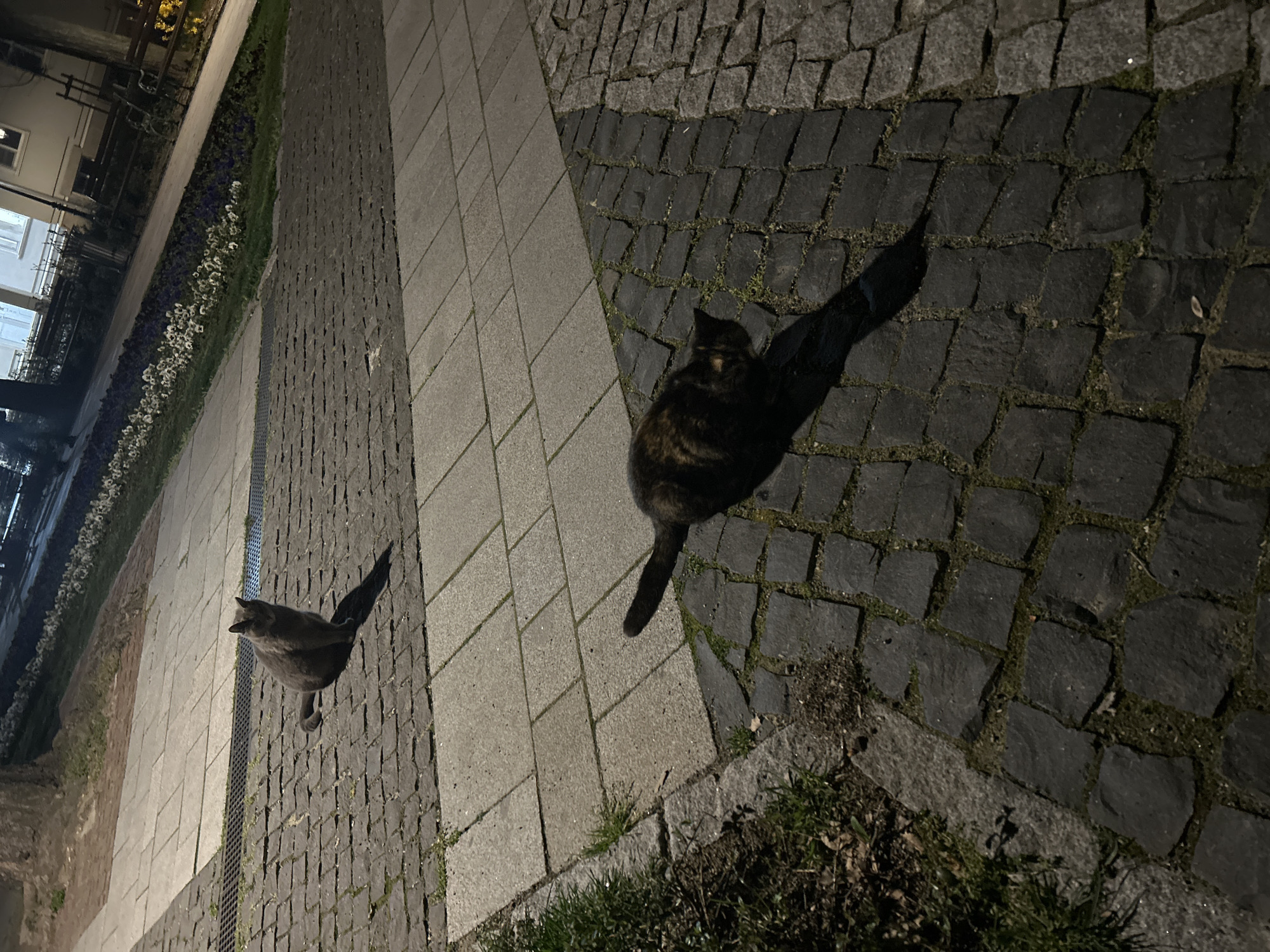Cat and duck spotted together on Plovdiv street